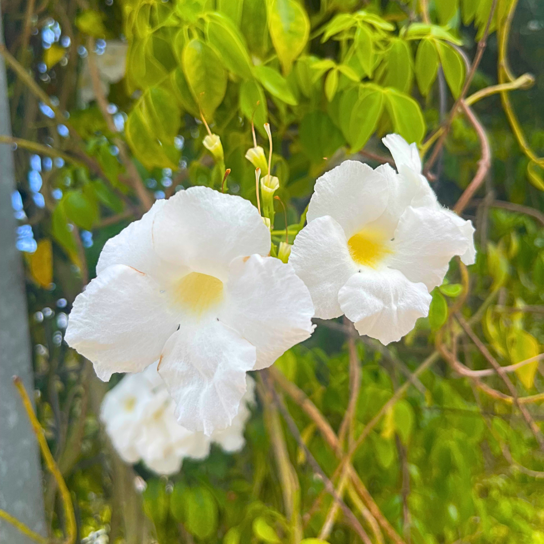 Pandorea jasminoides ‘Lady Di’