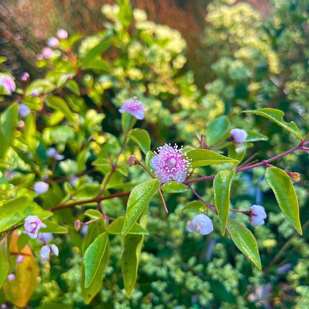 Archirhodomyrtus beckleri ‘Rose Myrtle’