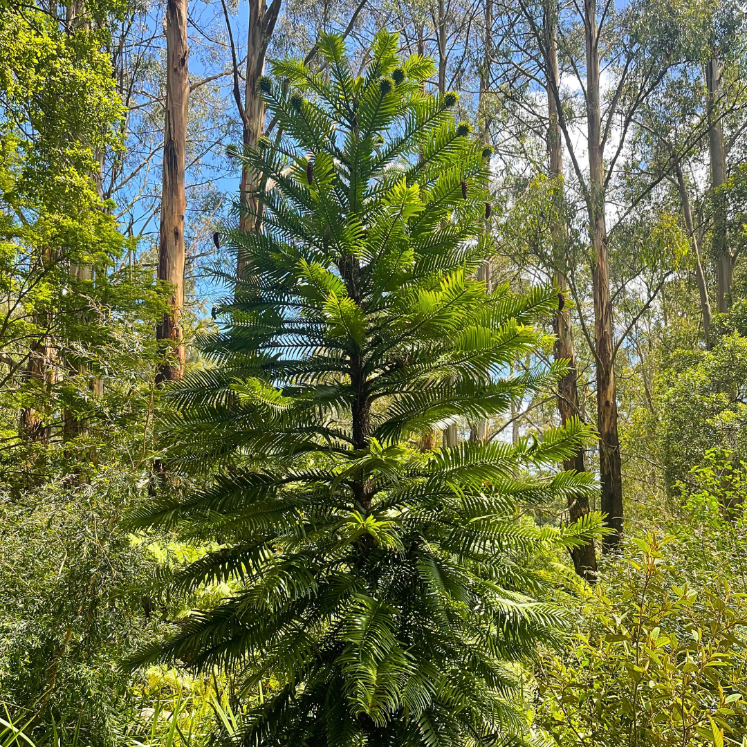 Wollemia nobilis ‘Wollemi Pine’