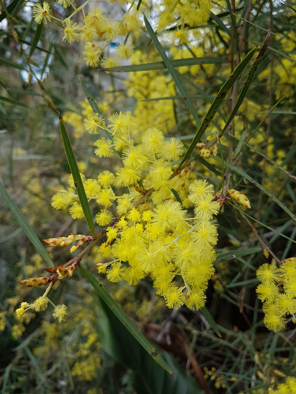 Acacia iteaphylla