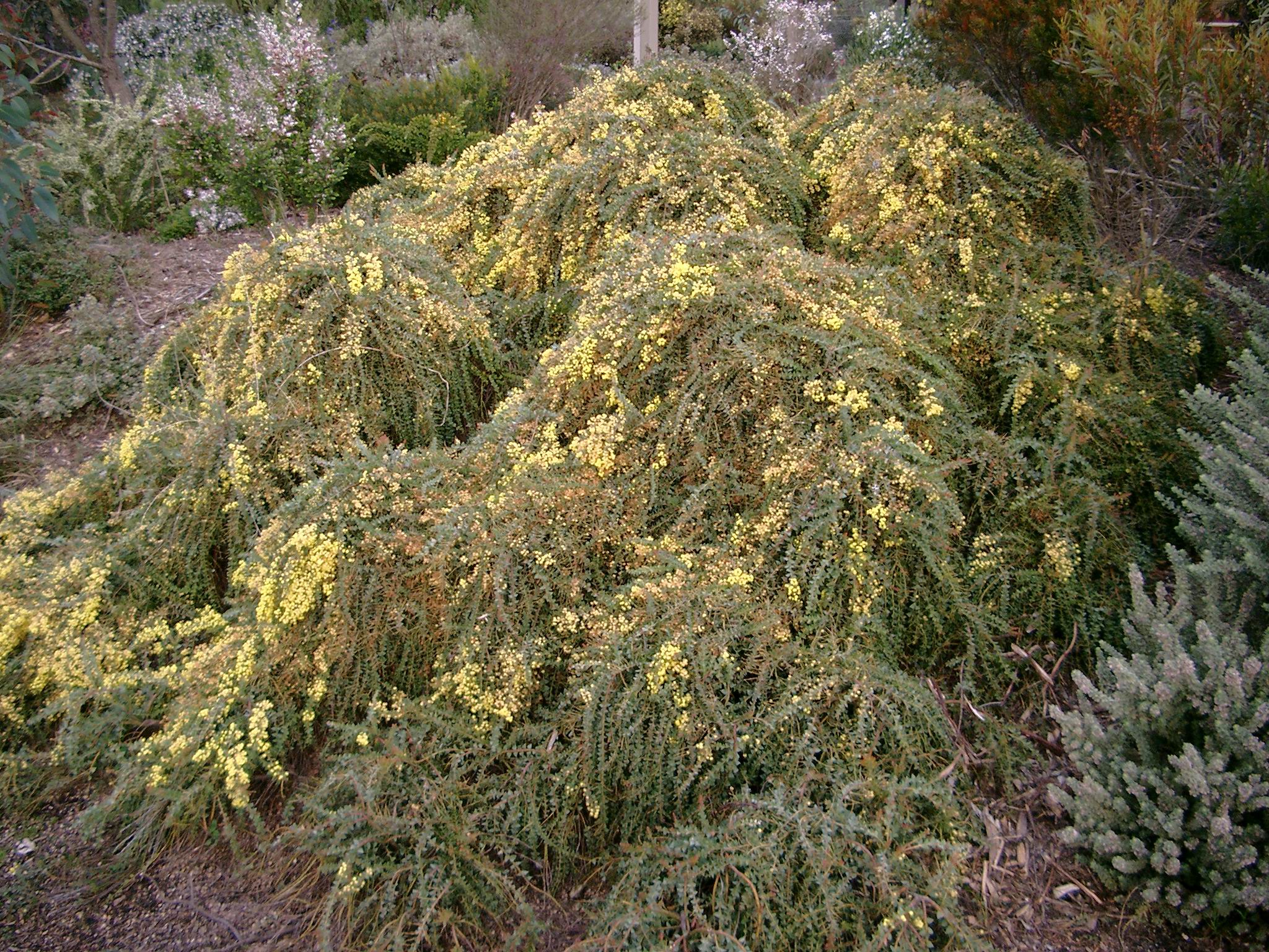 Acacia pravissima ‘Kuranga Cascade’