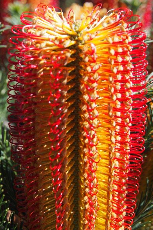 Banksia ericifolia ‘Dwarf Forms’