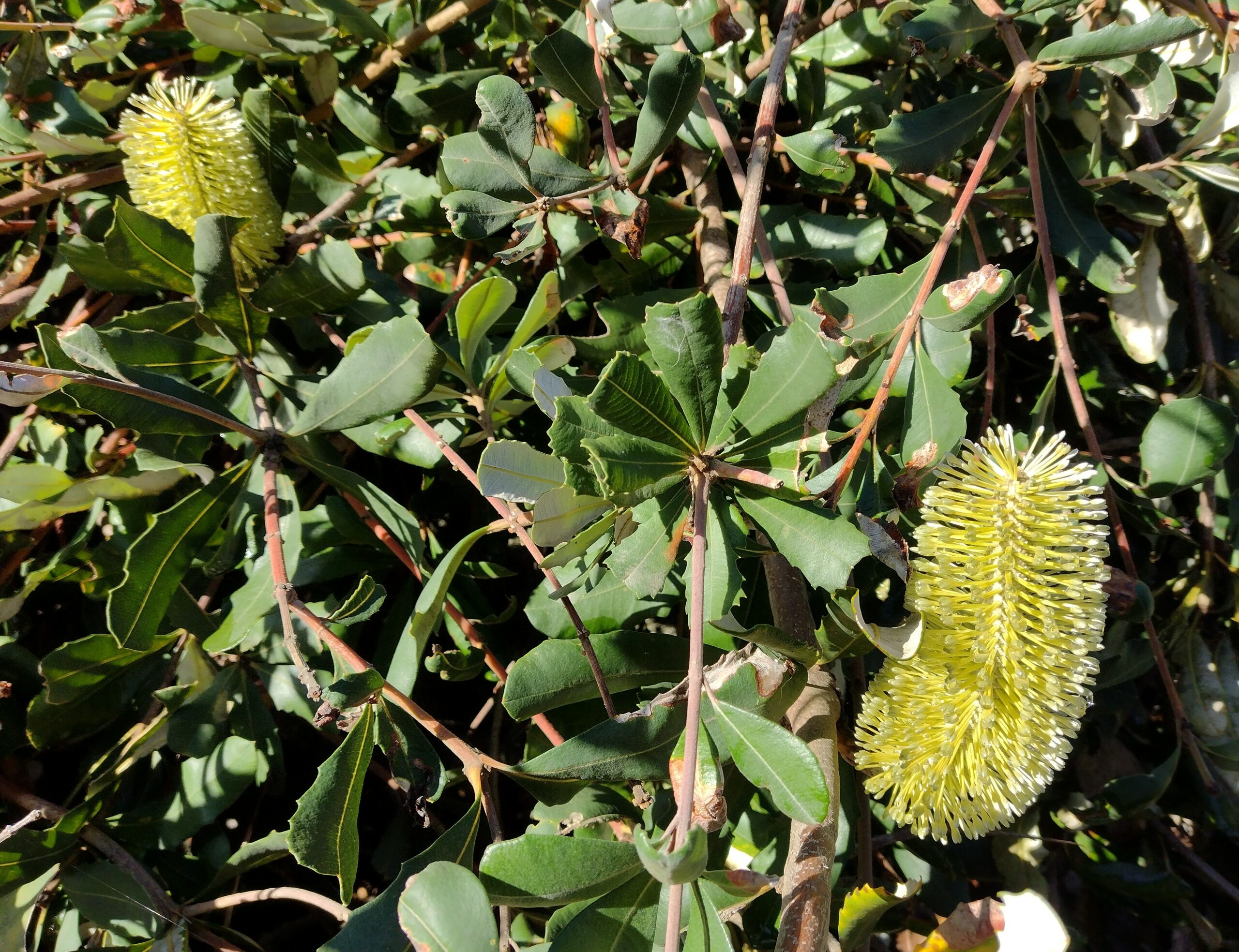 Banksia integrifolia ‘Prostrate Form’