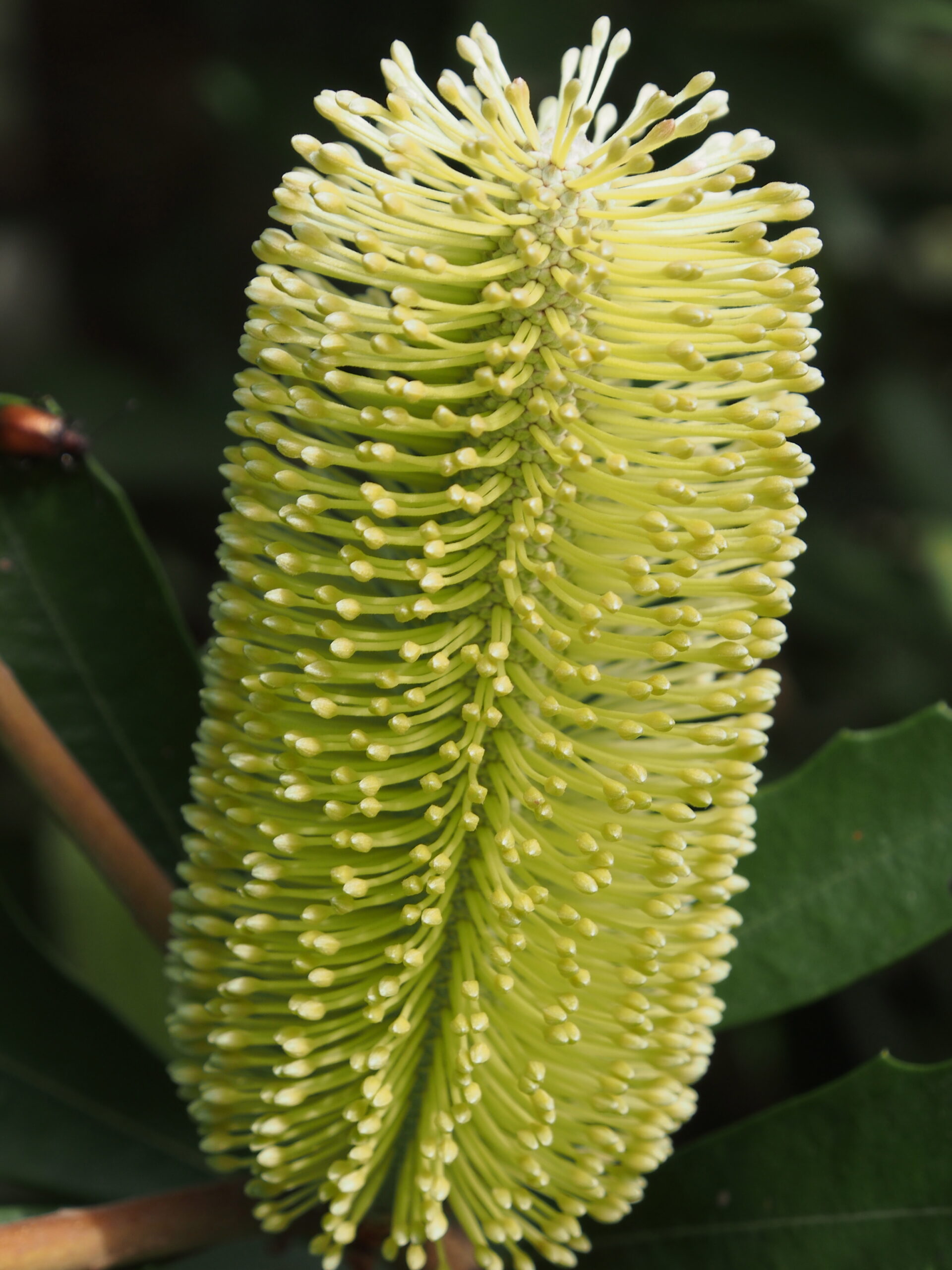 Banksia integrifolia