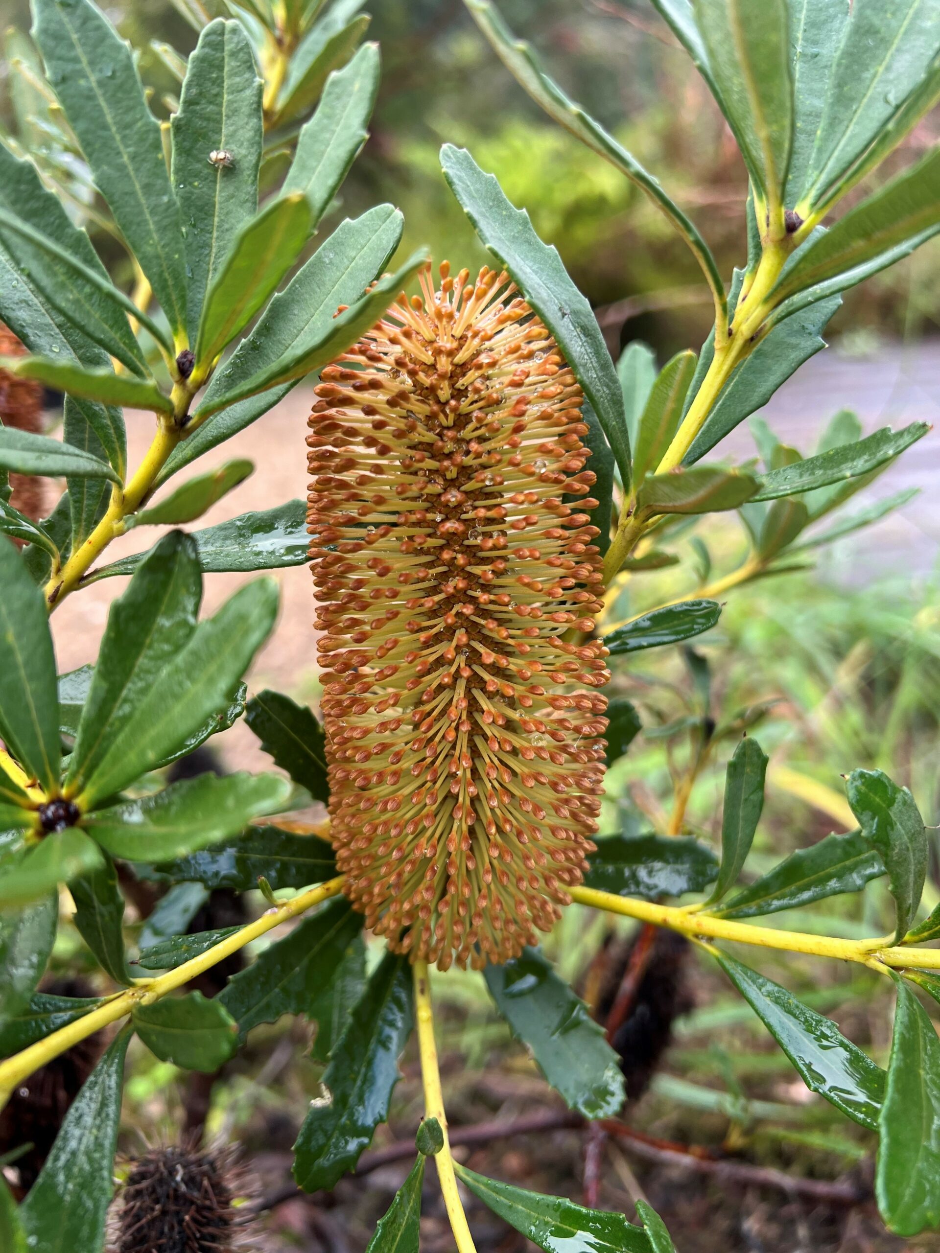 Banksia paludosa ‘Dwarf Form’