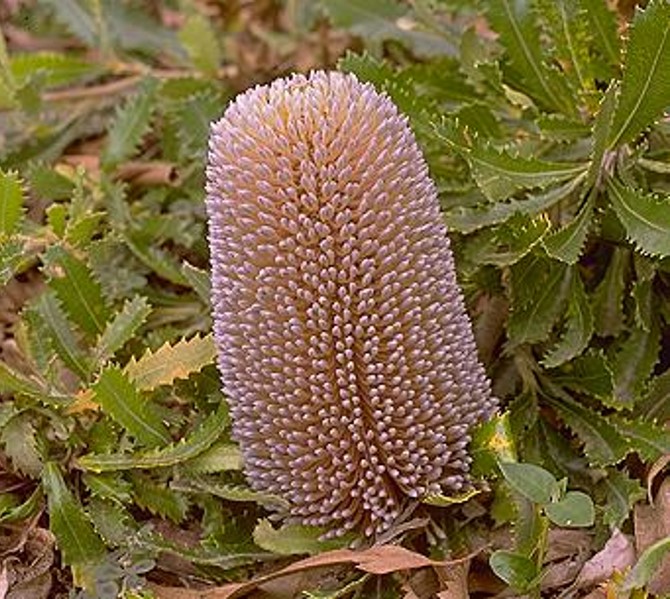 Banksia serrata