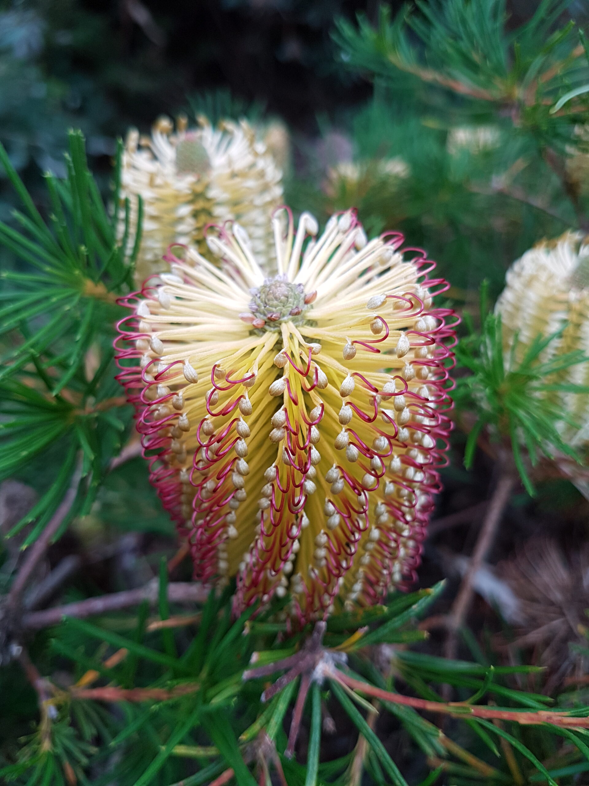 Banksia spinulosa Forms