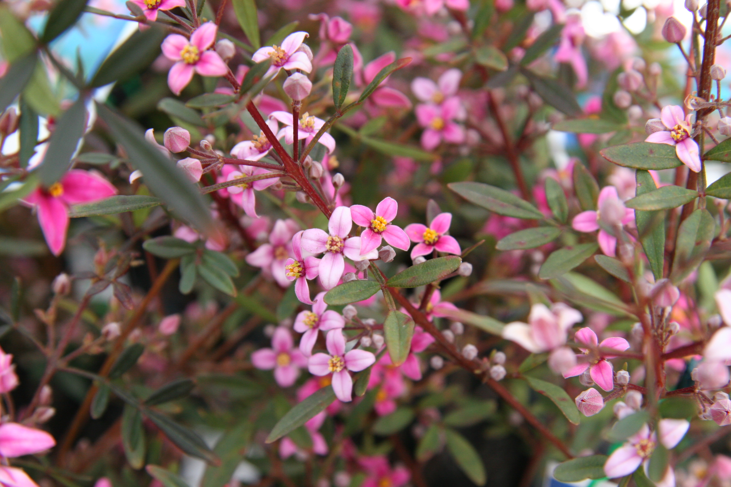 Boronia ‘Telopea Valley Star’