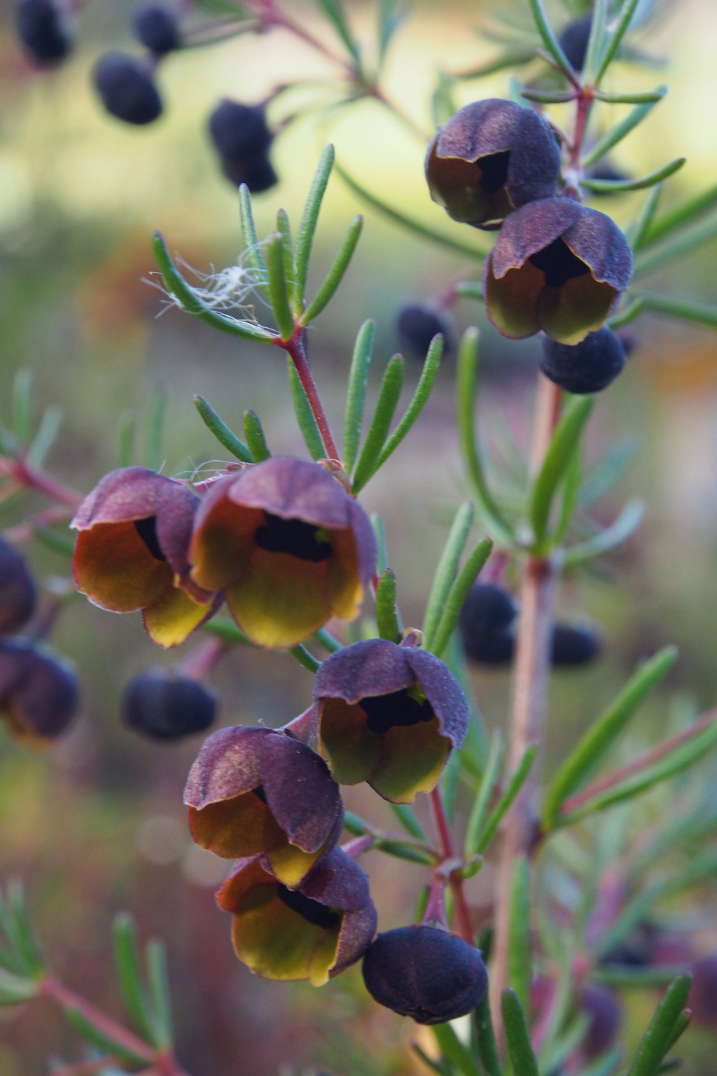 Boronia megastigma