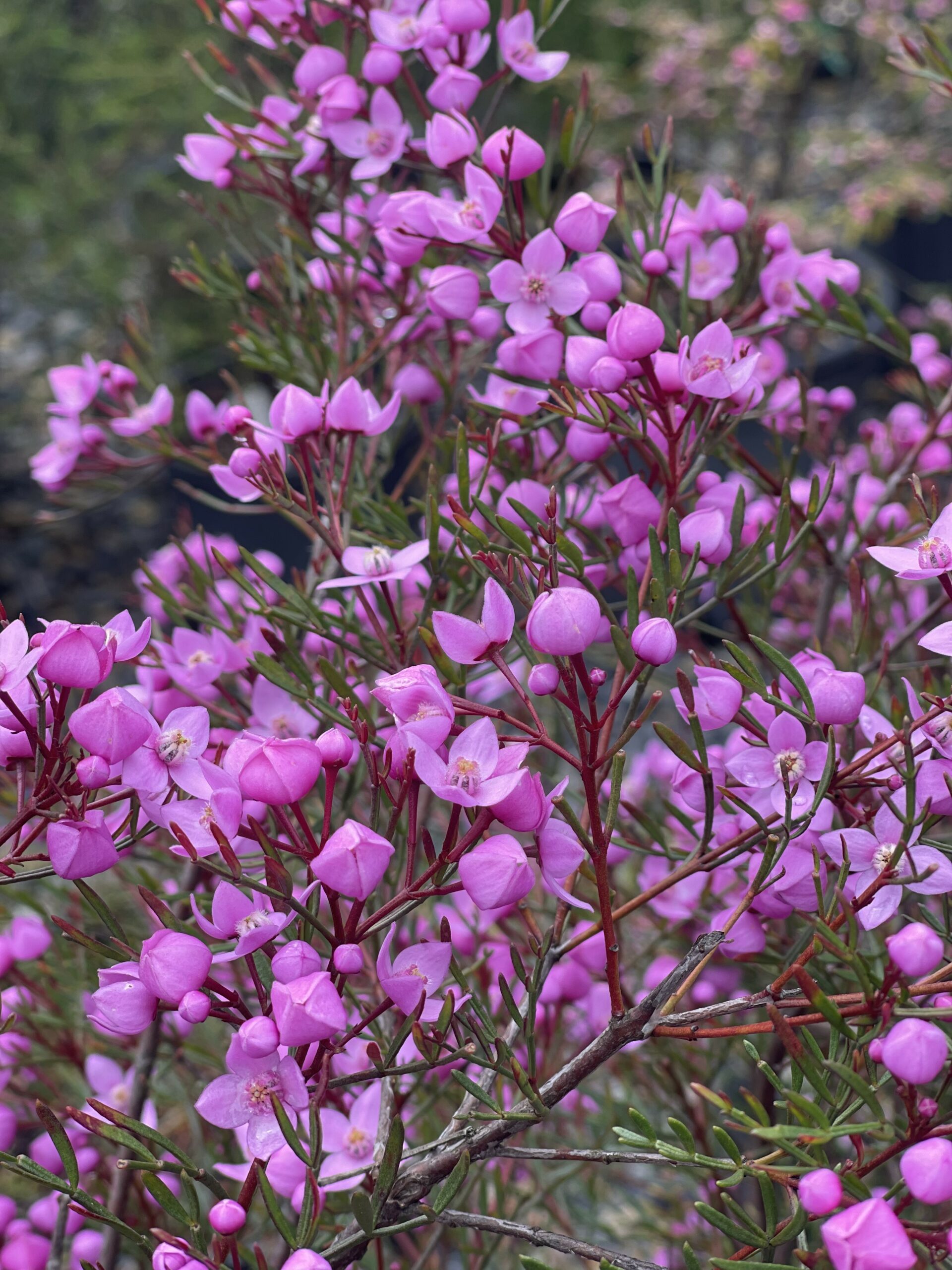 Boronia pinnata