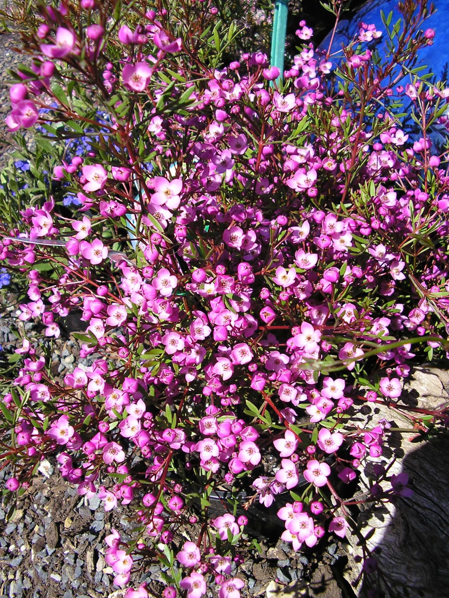 Boronia pinnata ‘Dwarf Forms’