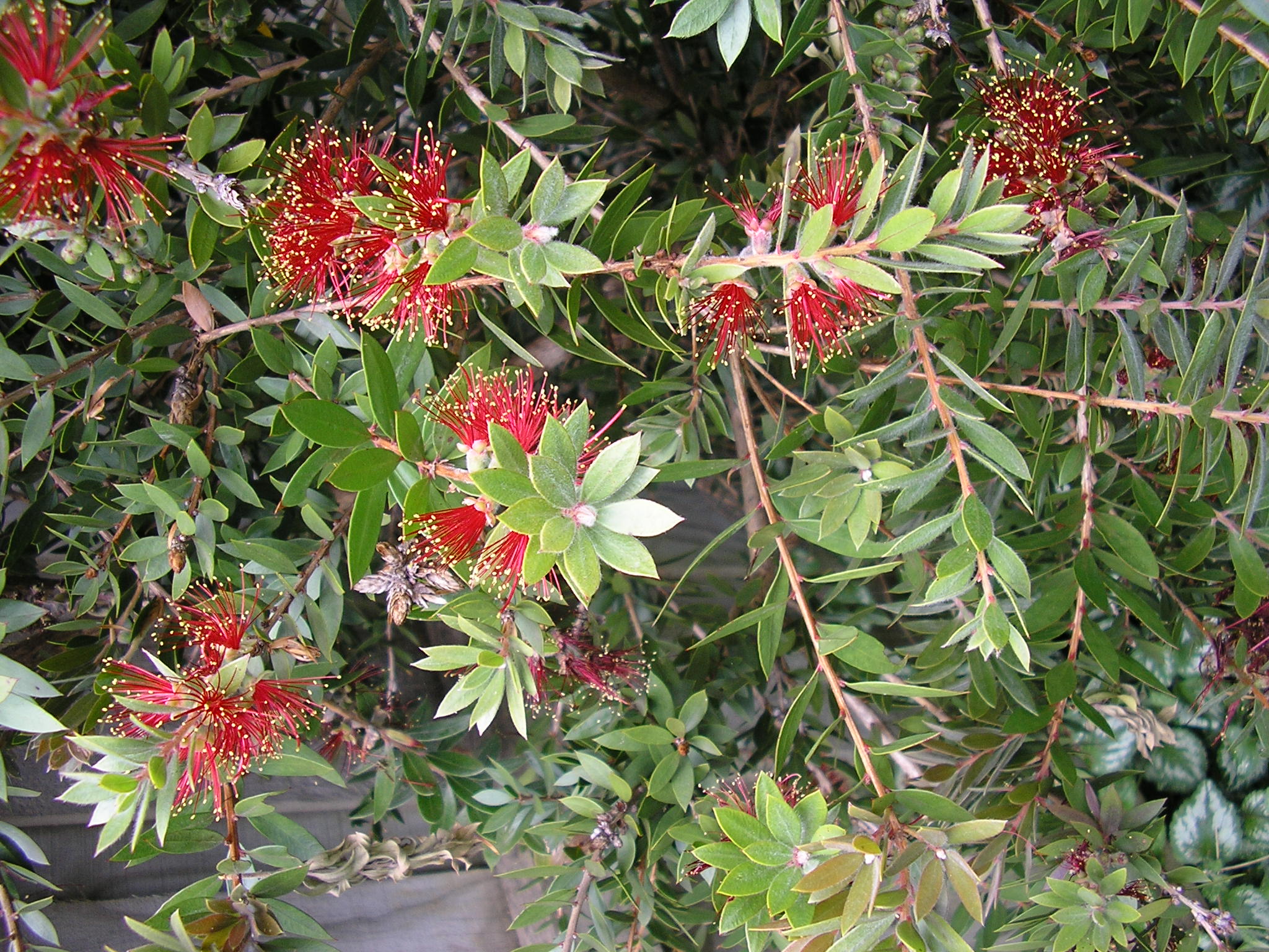 Callistemon ‘Hinchinbrook’