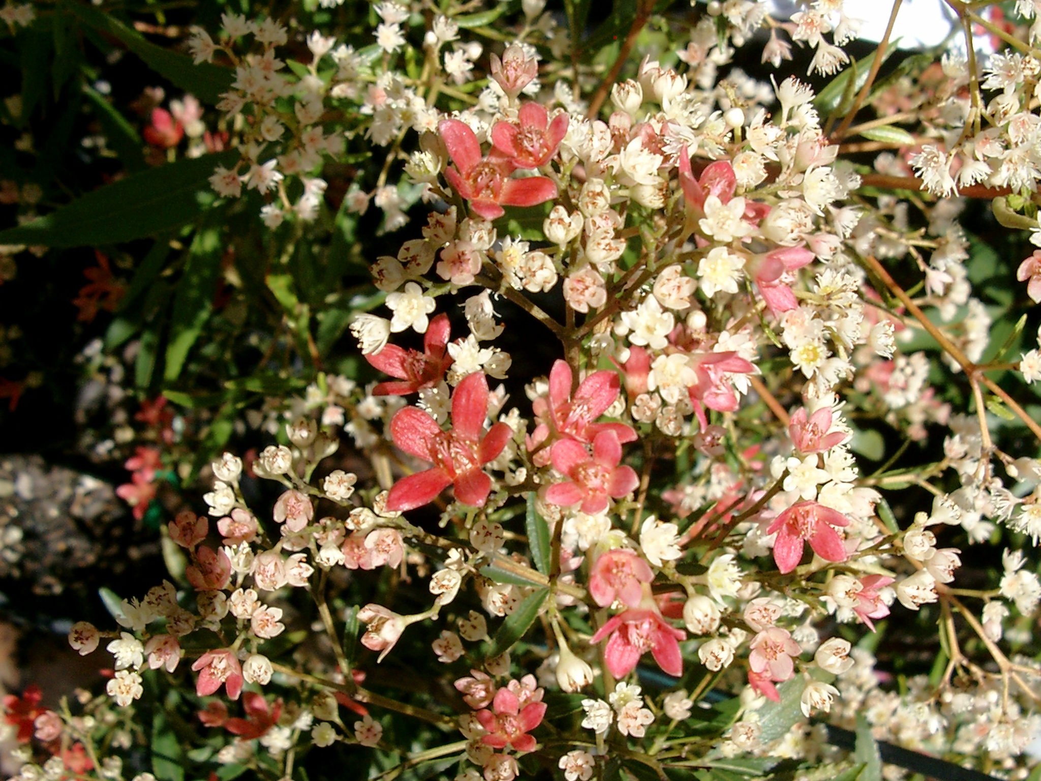 Ceratopetalum gummiferum