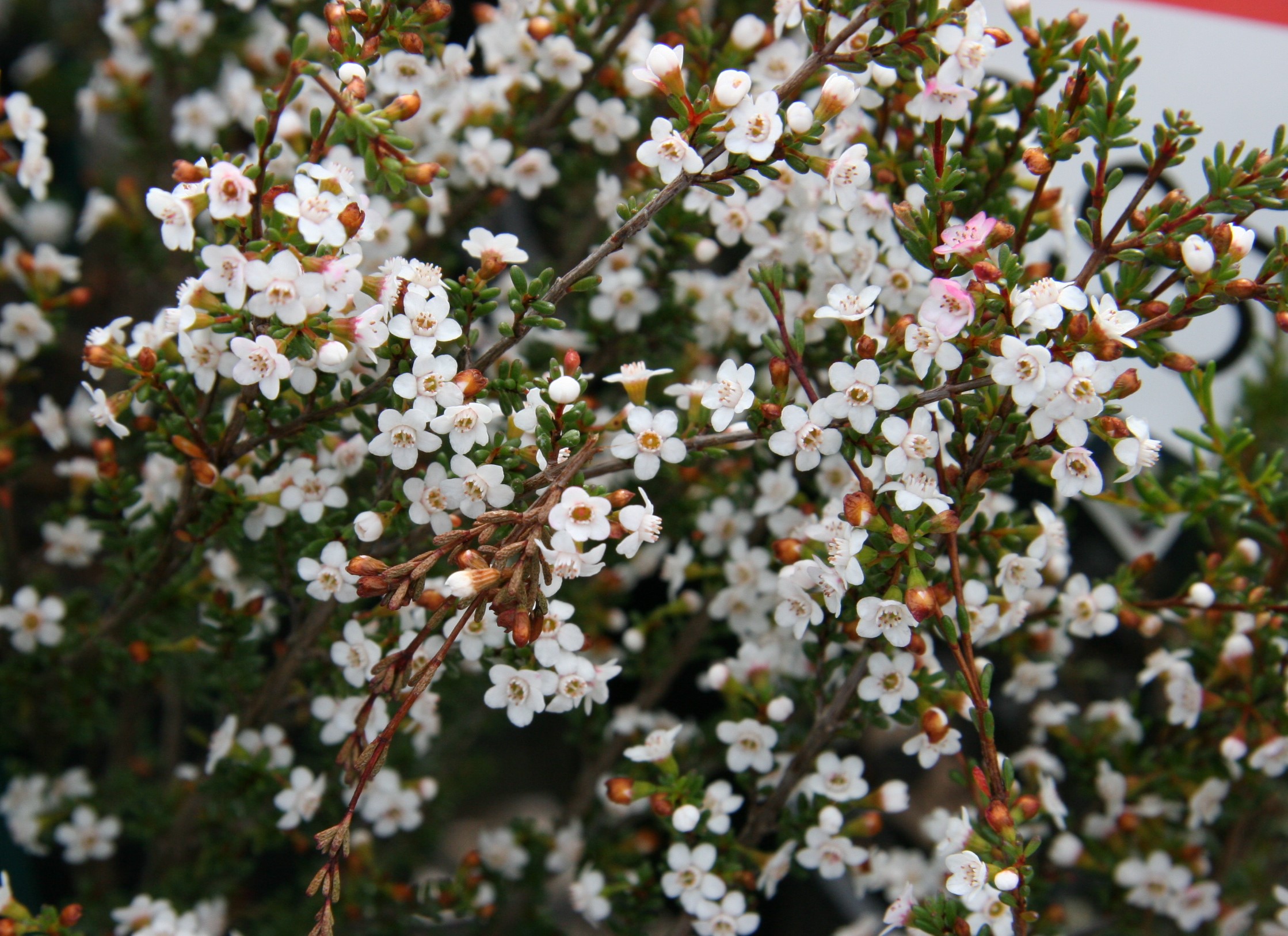 Chamelaucium ciliatum