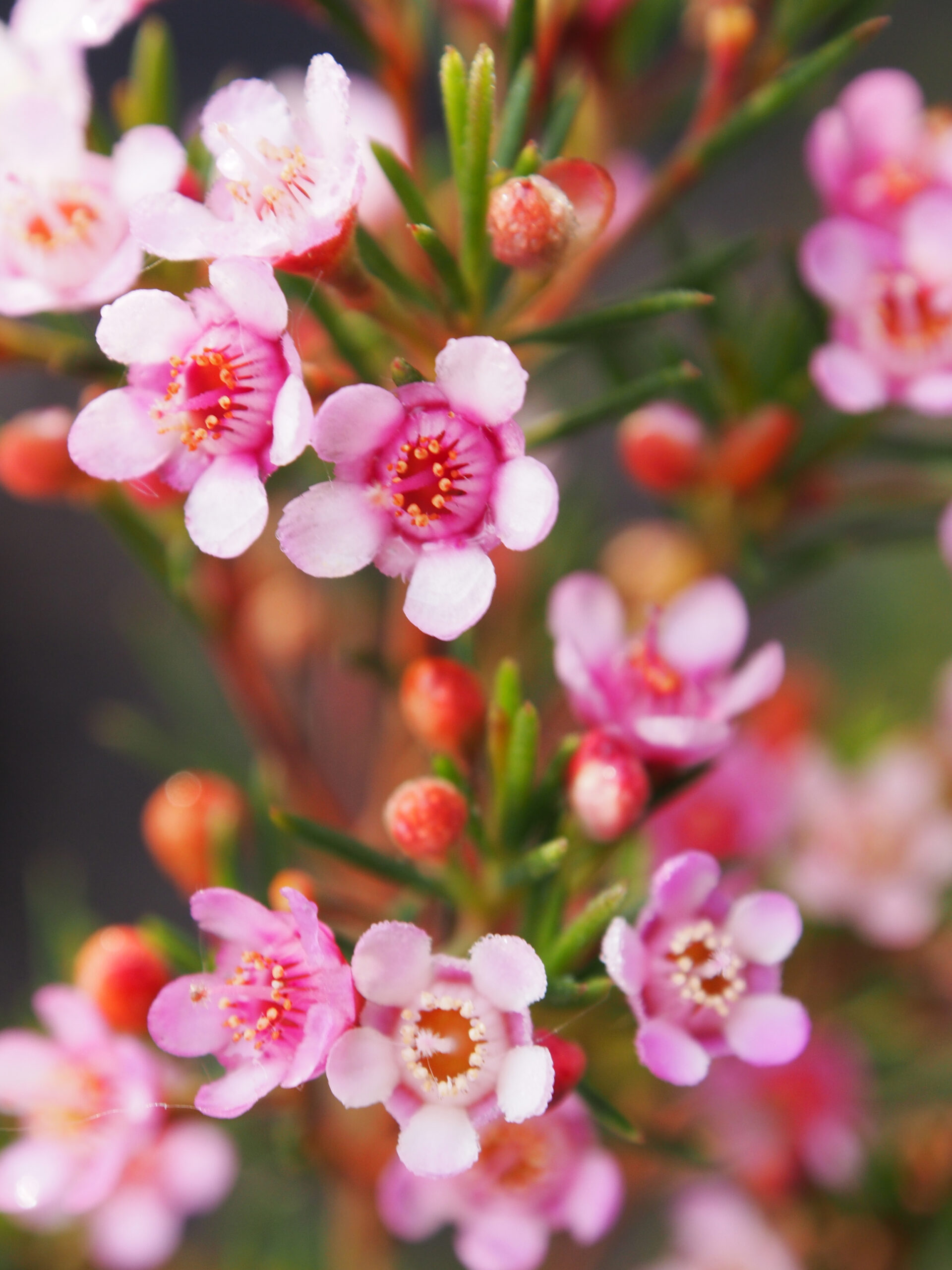 Chamelaucium uncinatum