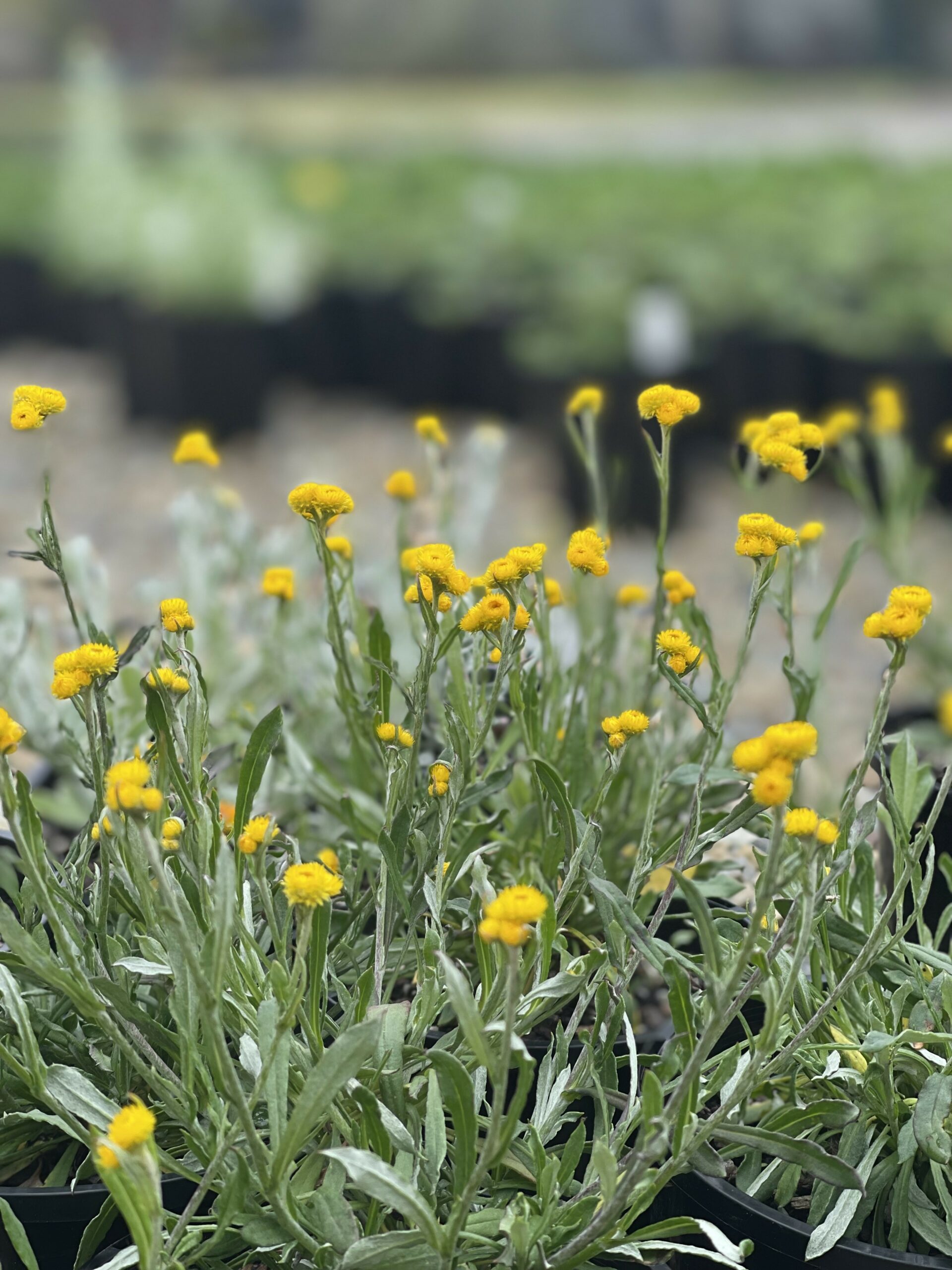 Chrysocephalum apiculatum ‘Forms’