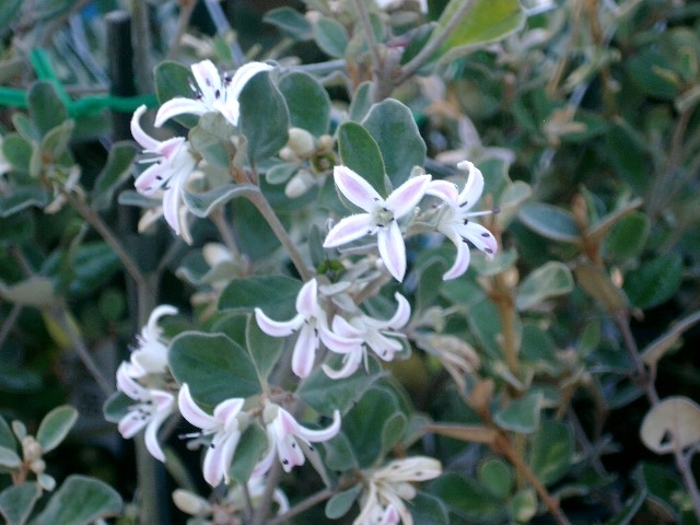 Correa alba ‘Dwarf Forms’