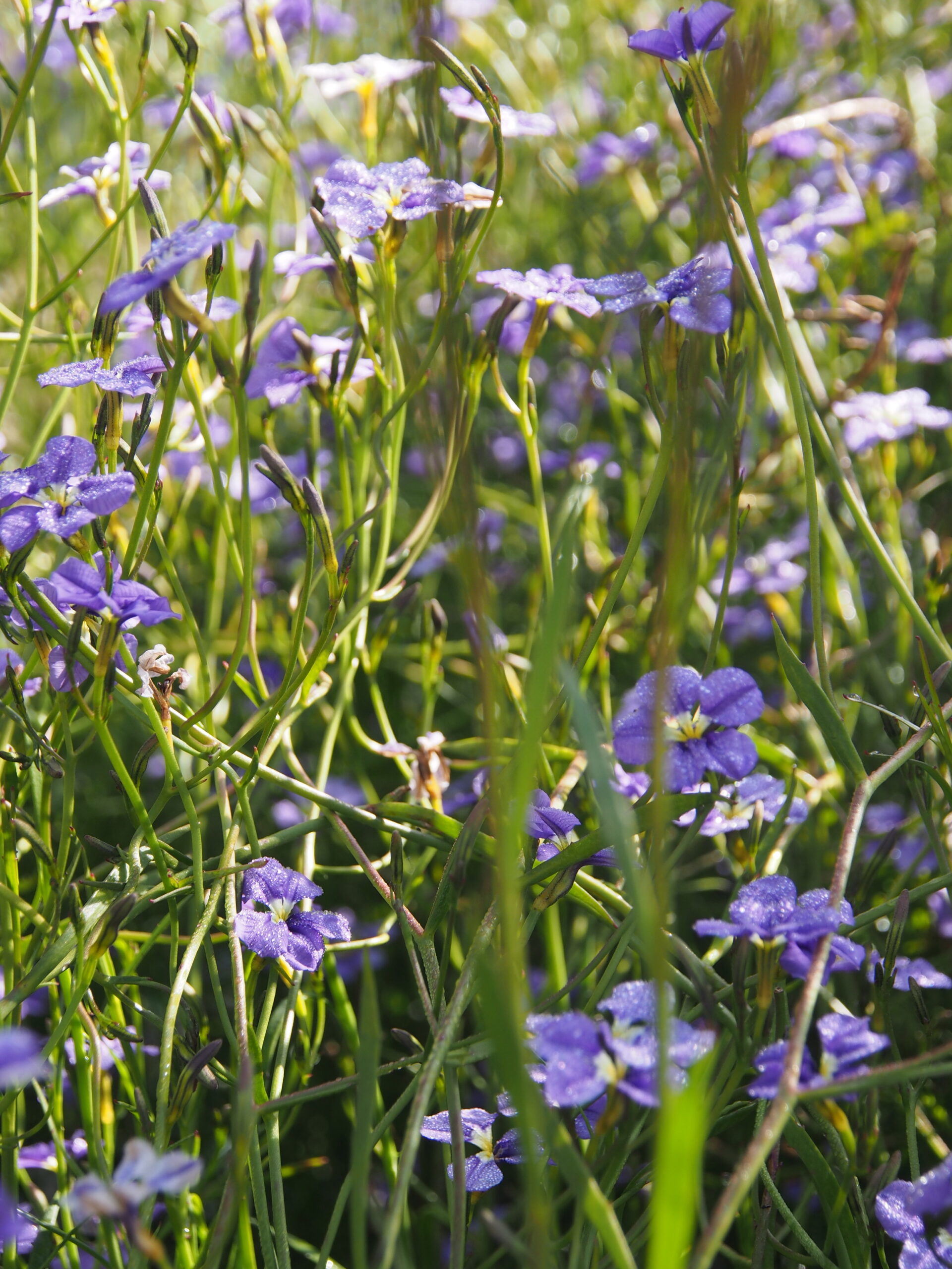 Dampiera trigona