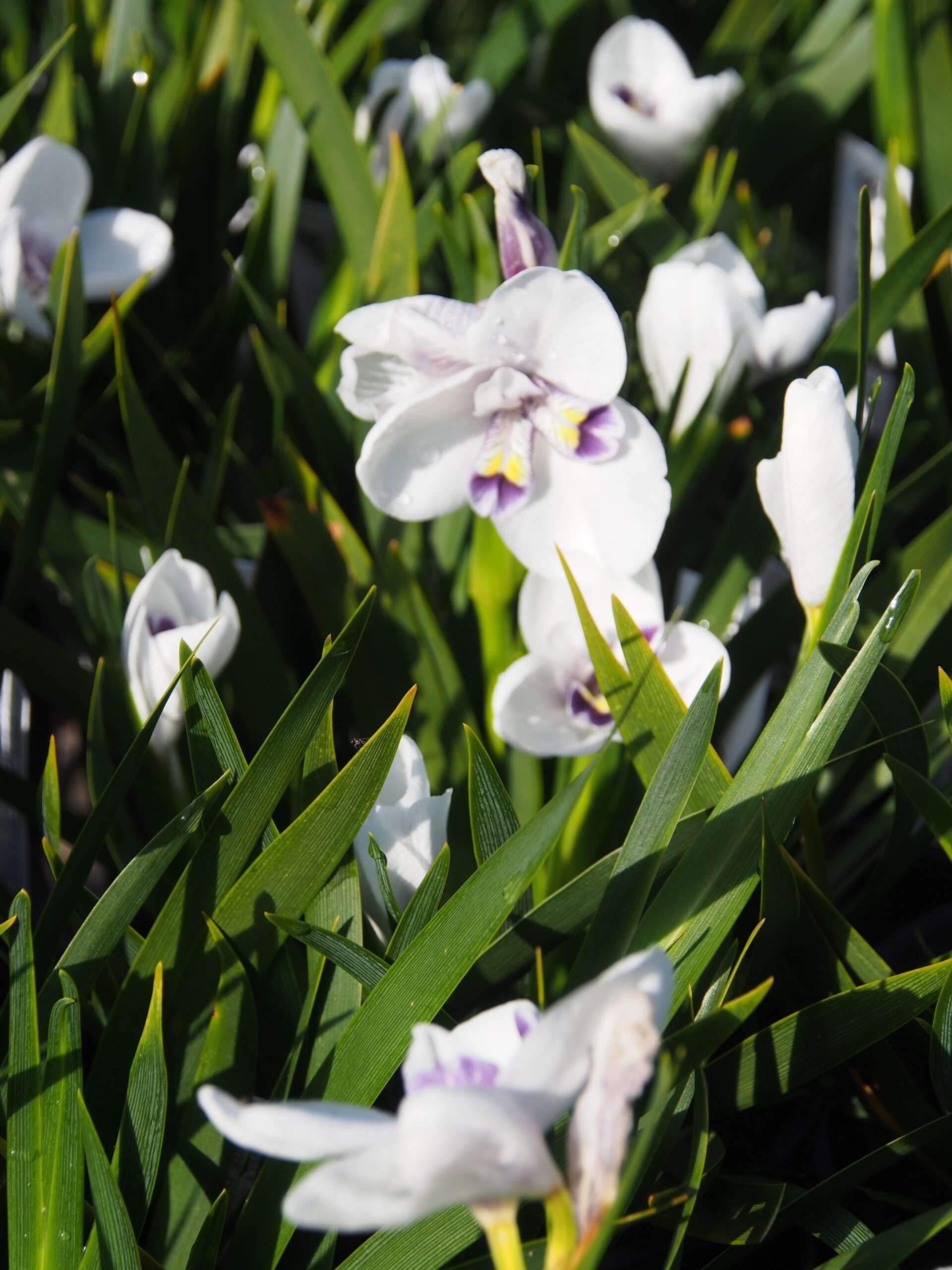 Diplarrena latifolia