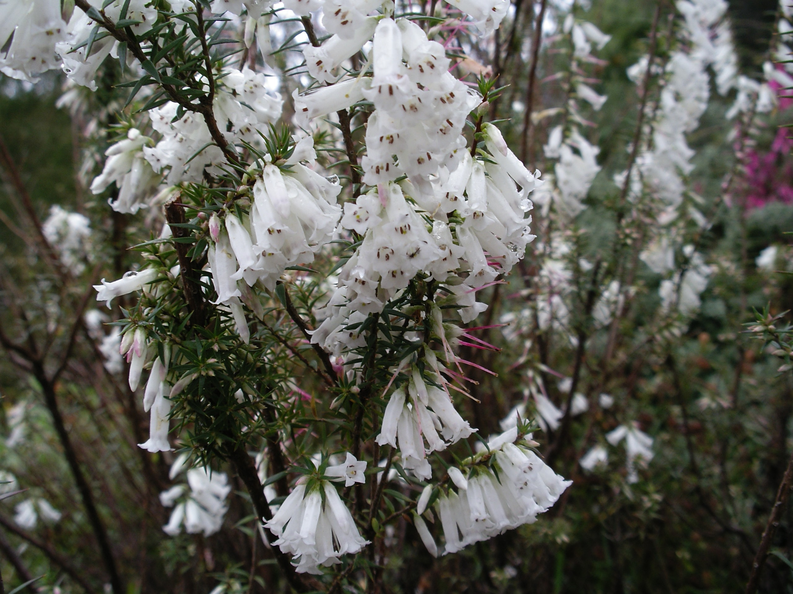 Epacris impressa