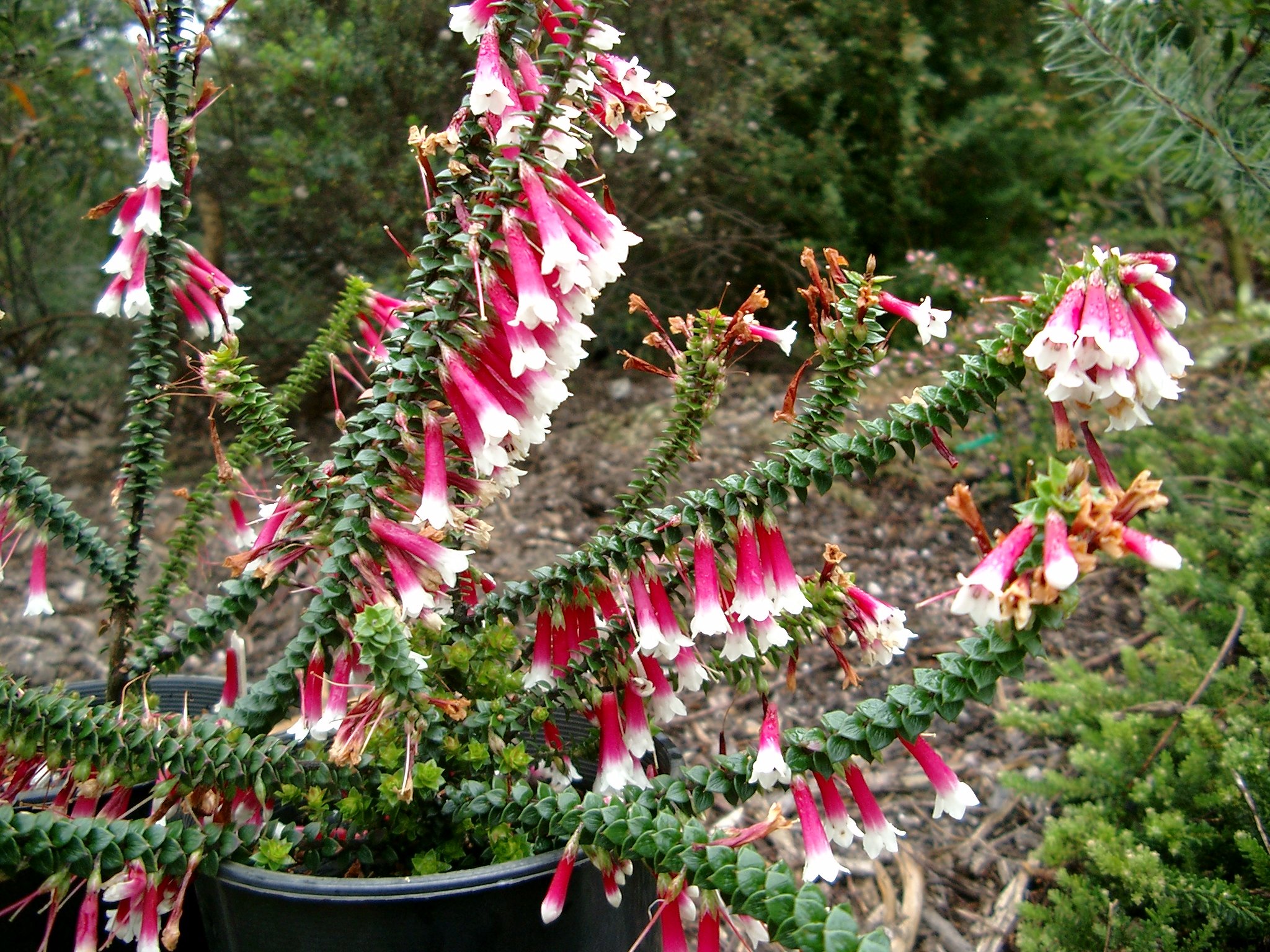 Epacris longiflora