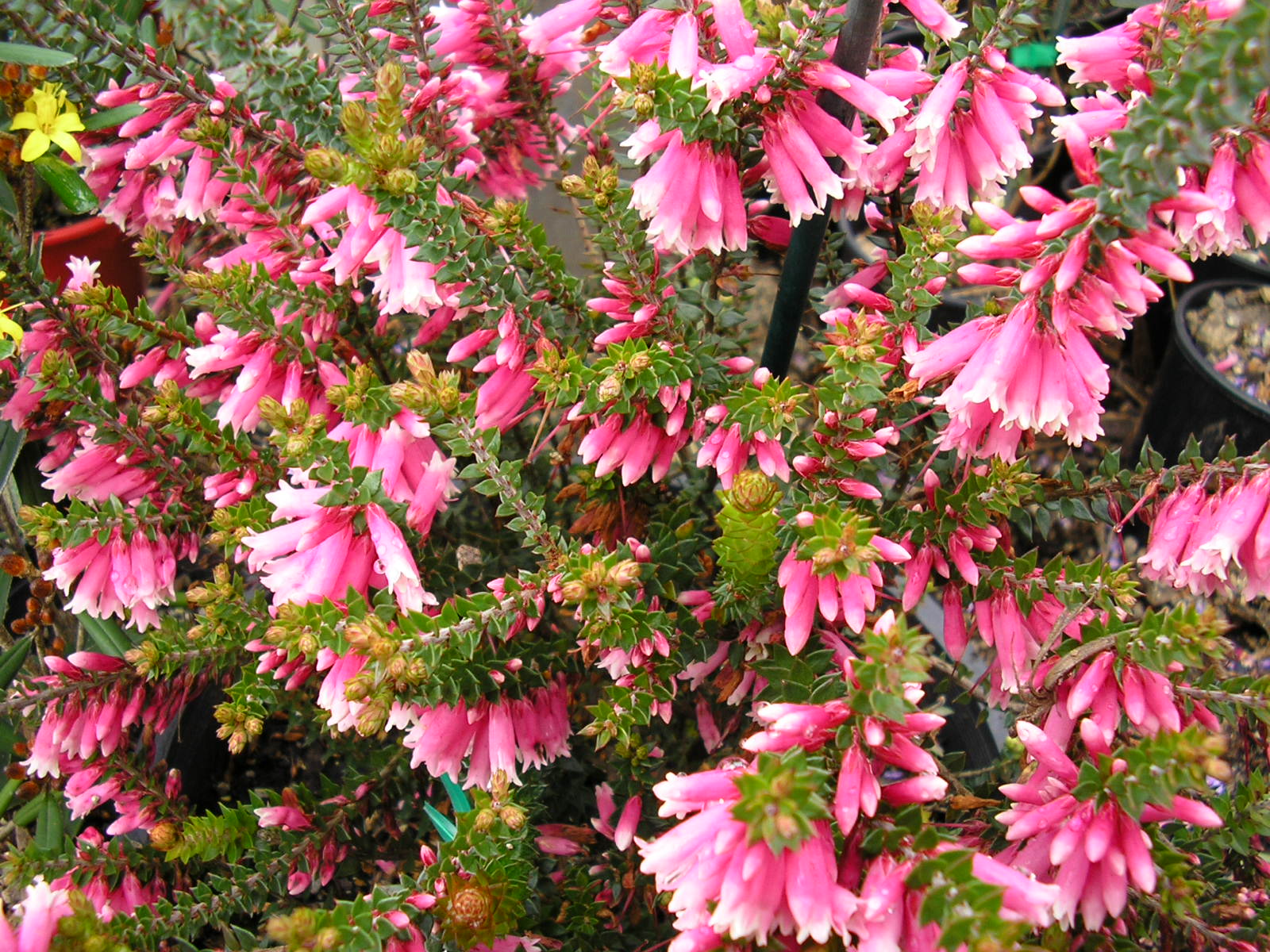 Epacris reclinata