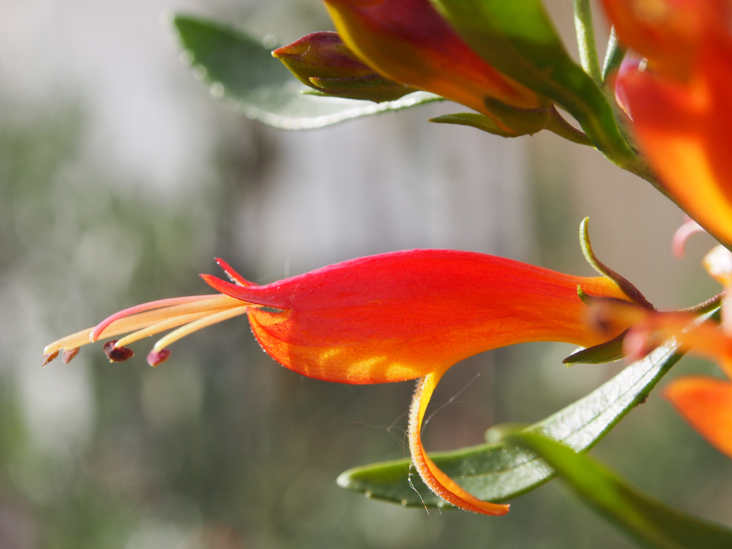 Eremophila glabra