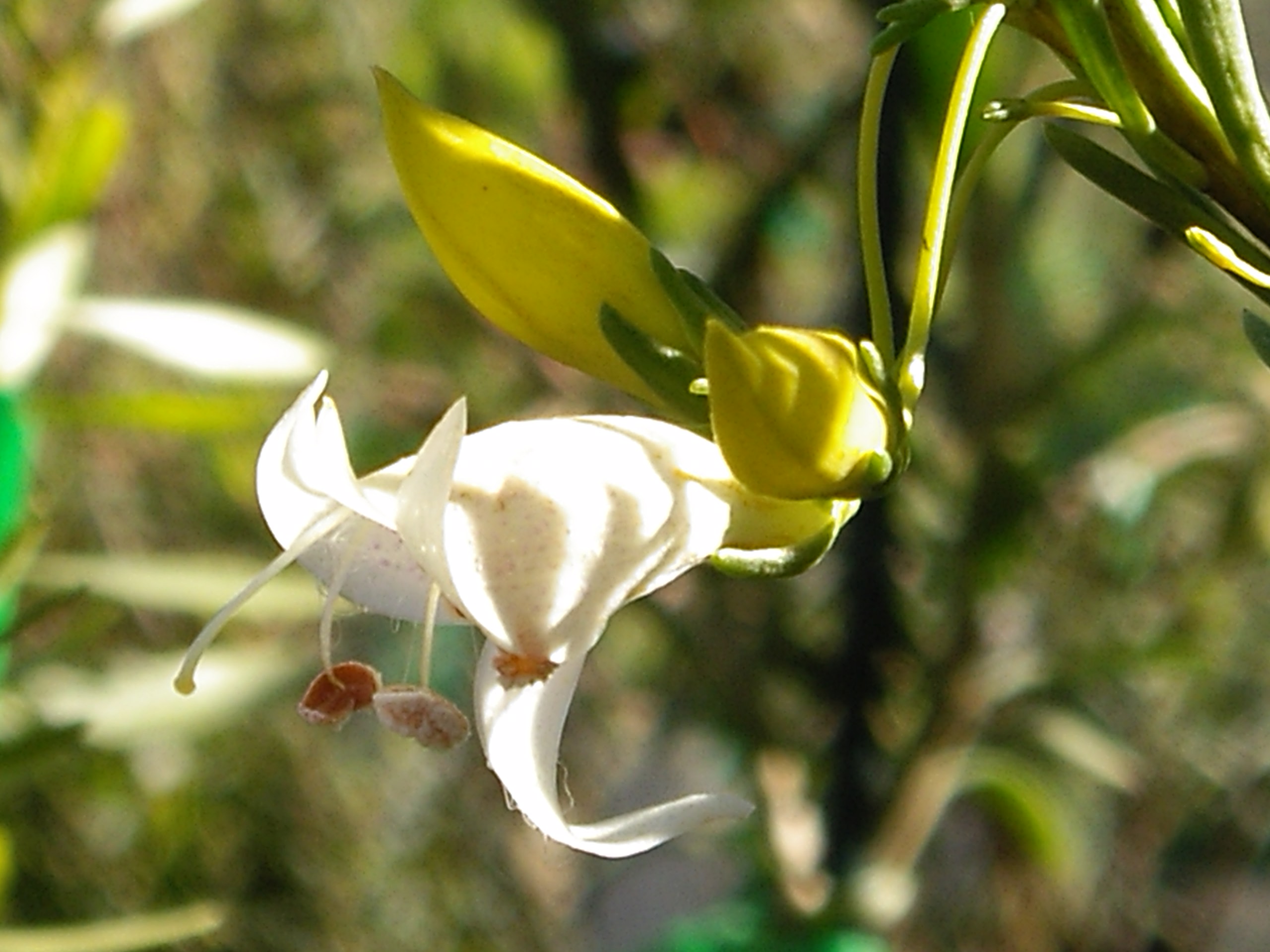 Eremophila maculata