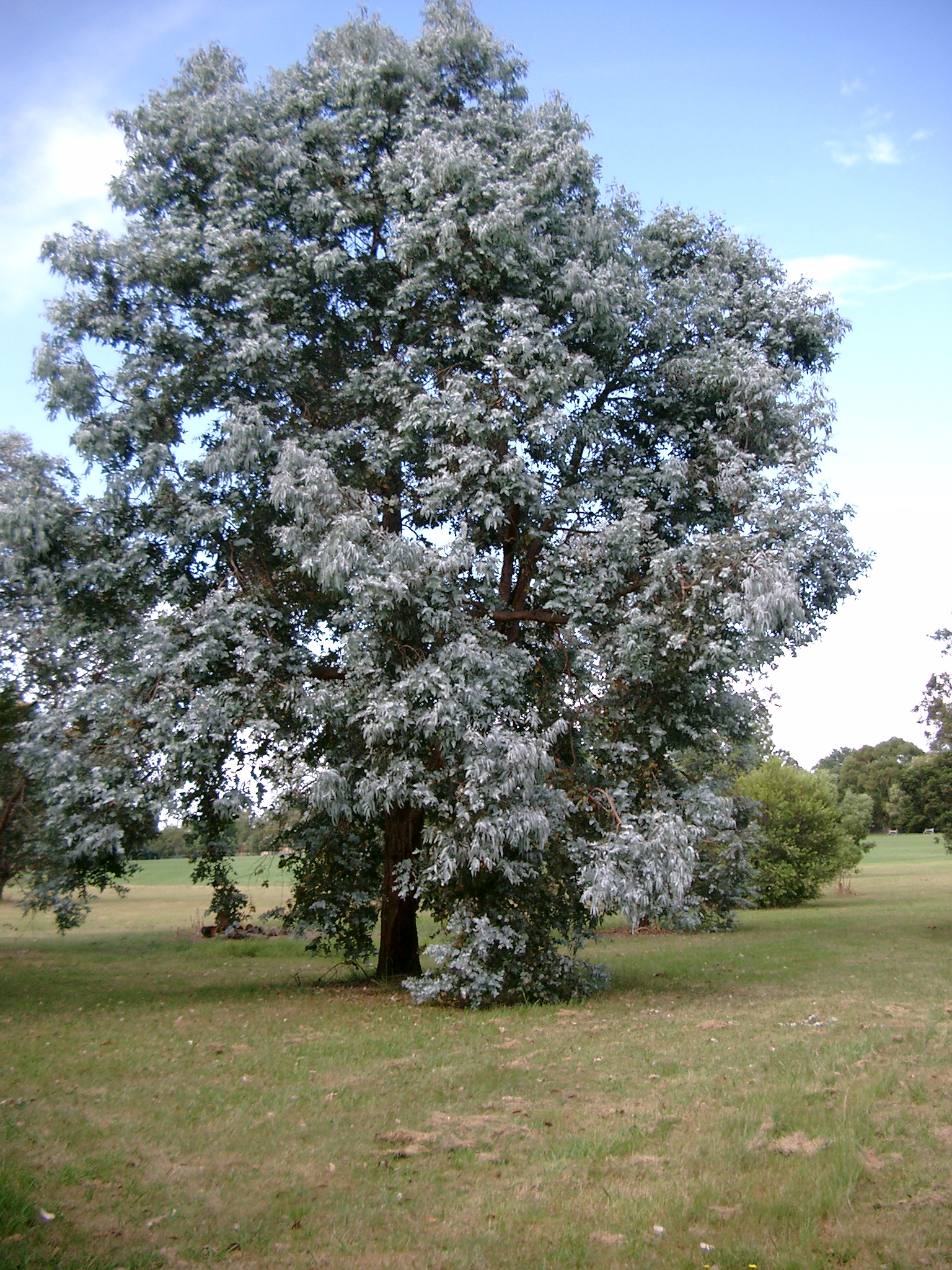 Eucalyptus cinerea