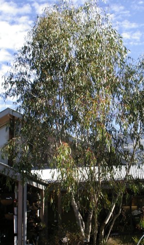 Eucalyptus lacrimans