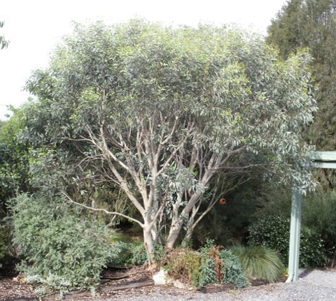 Eucalyptus pauciflora