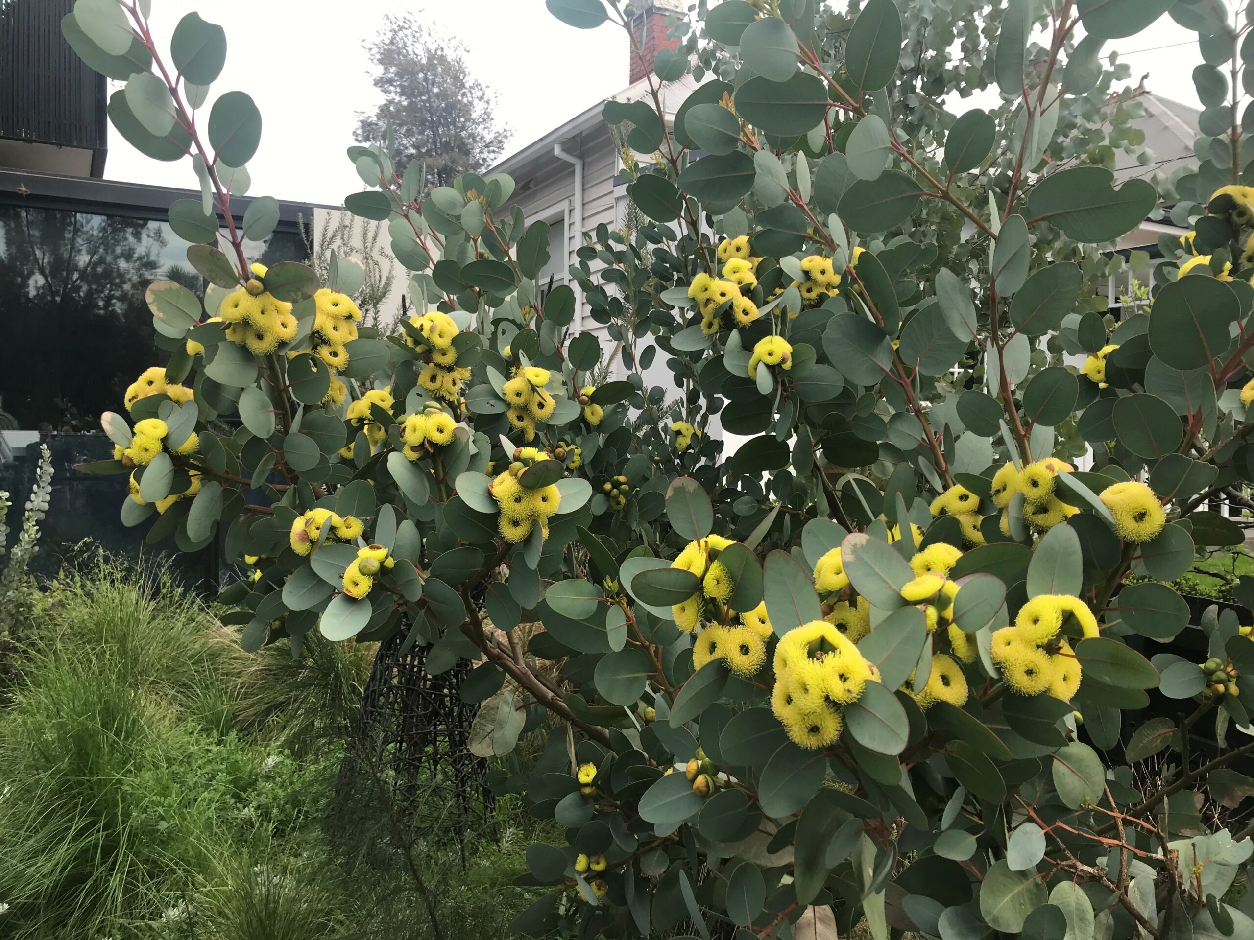 Eucalyptus preissiana