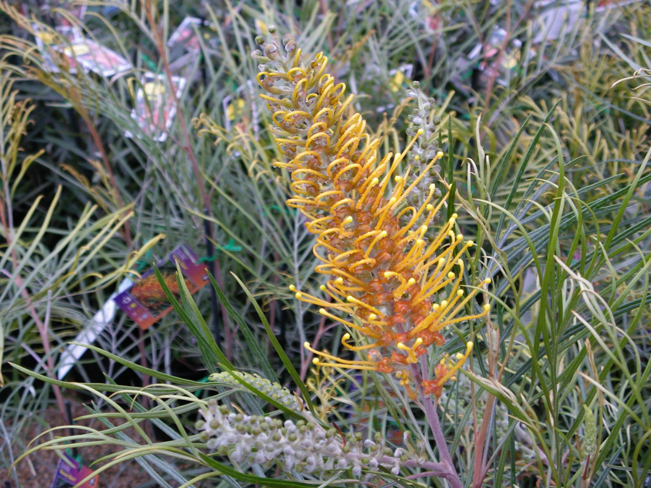 Grevillea ‘Honey Gem’