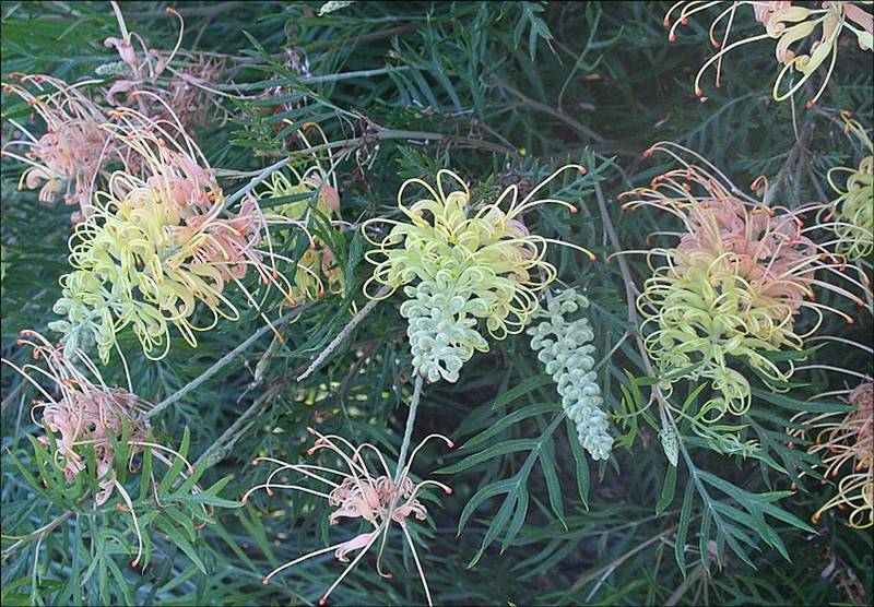 Grevillea ‘Peaches and Cream’