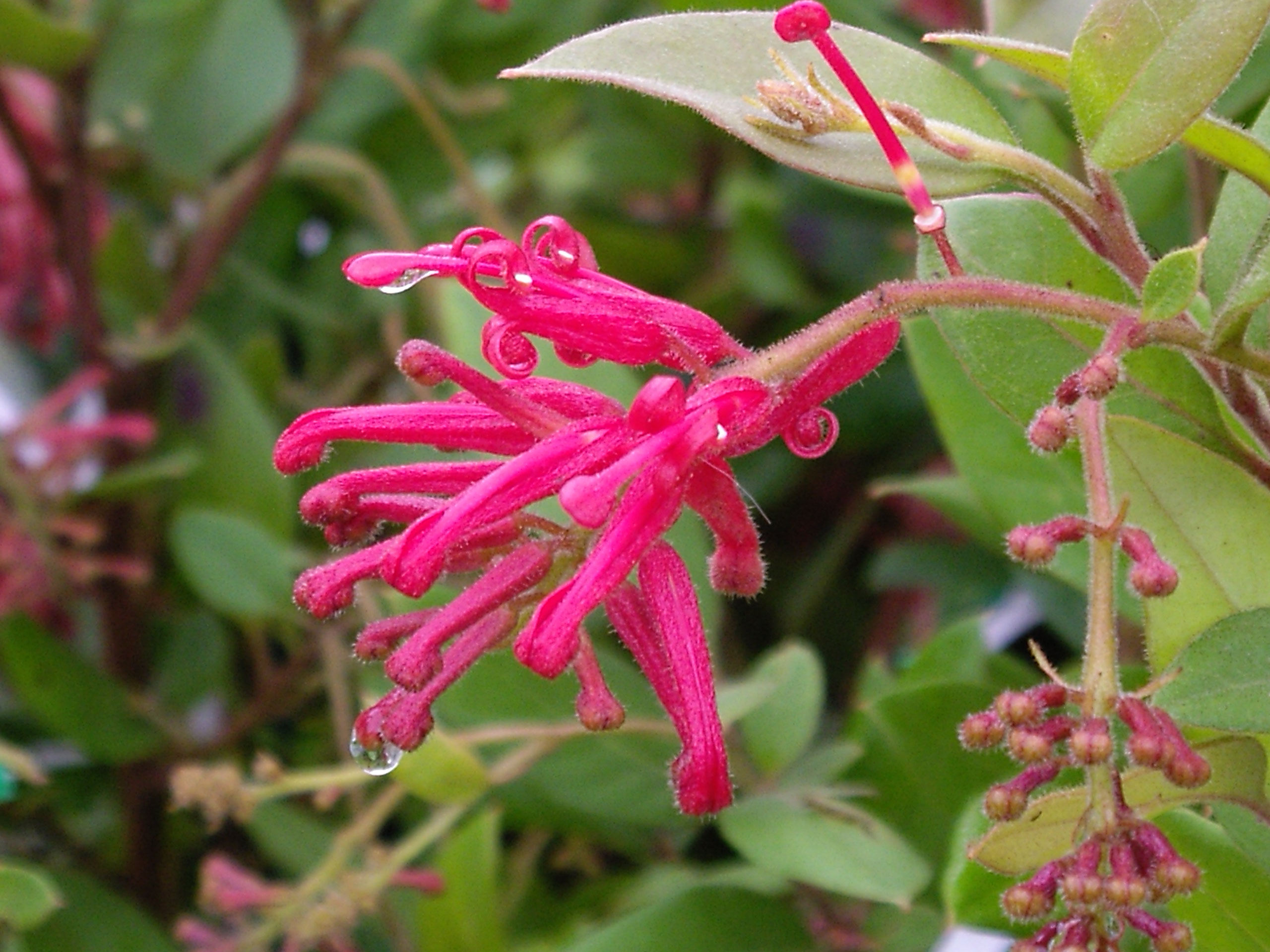 Grevillea rhyolitica ‘Deua Flame’