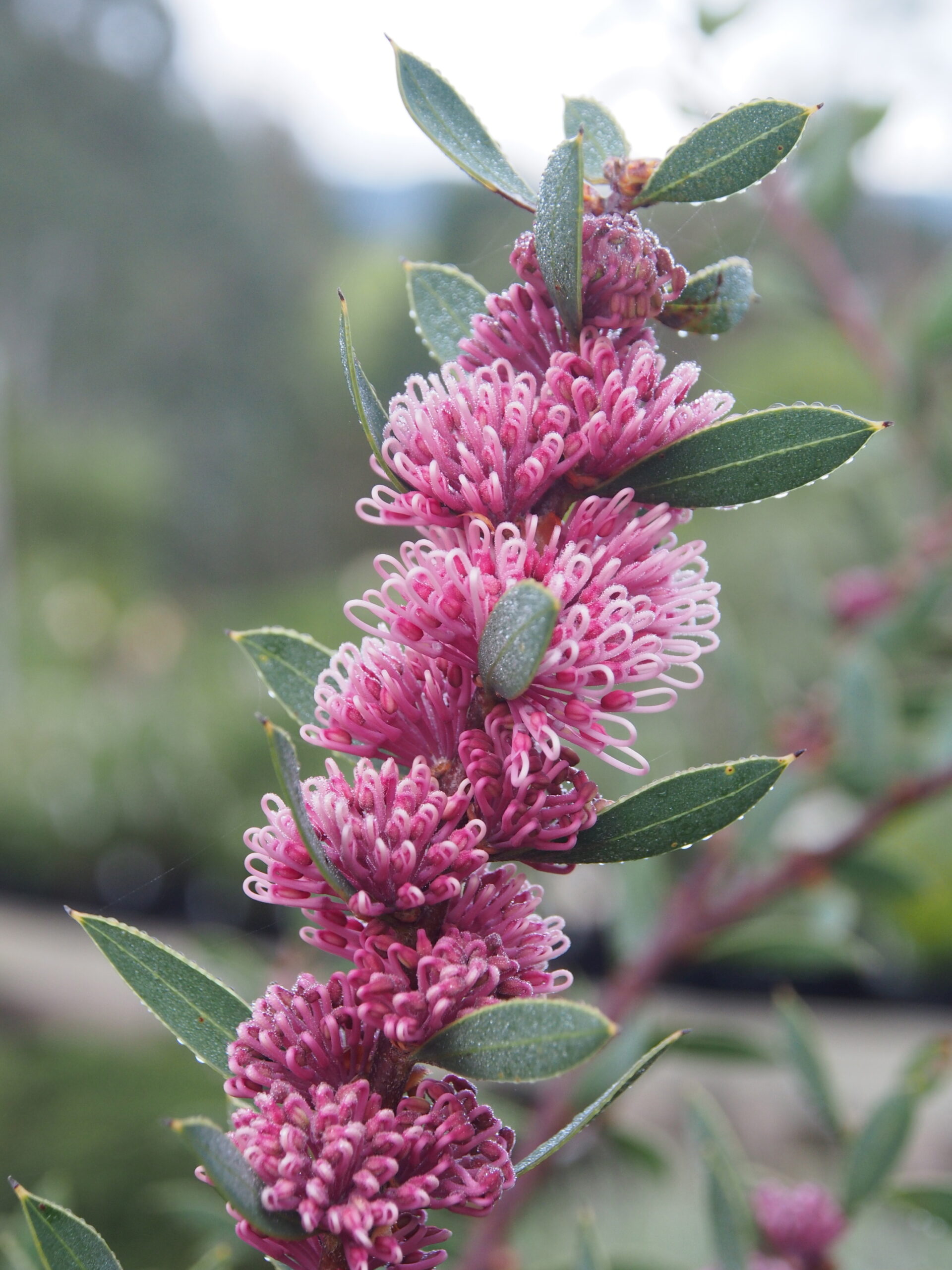 Hakea ‘Burrendong Beauty’