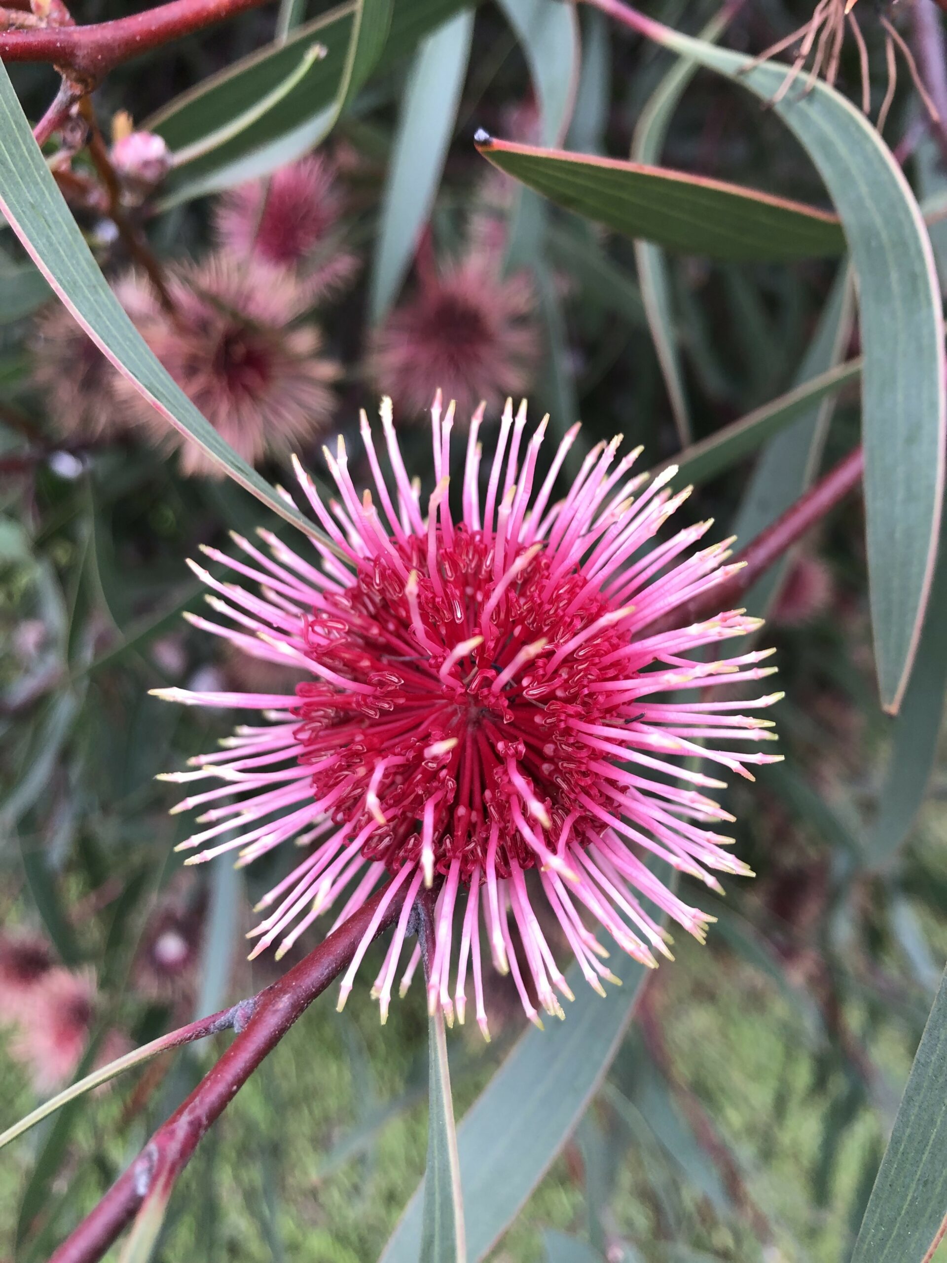 Hakea laurina