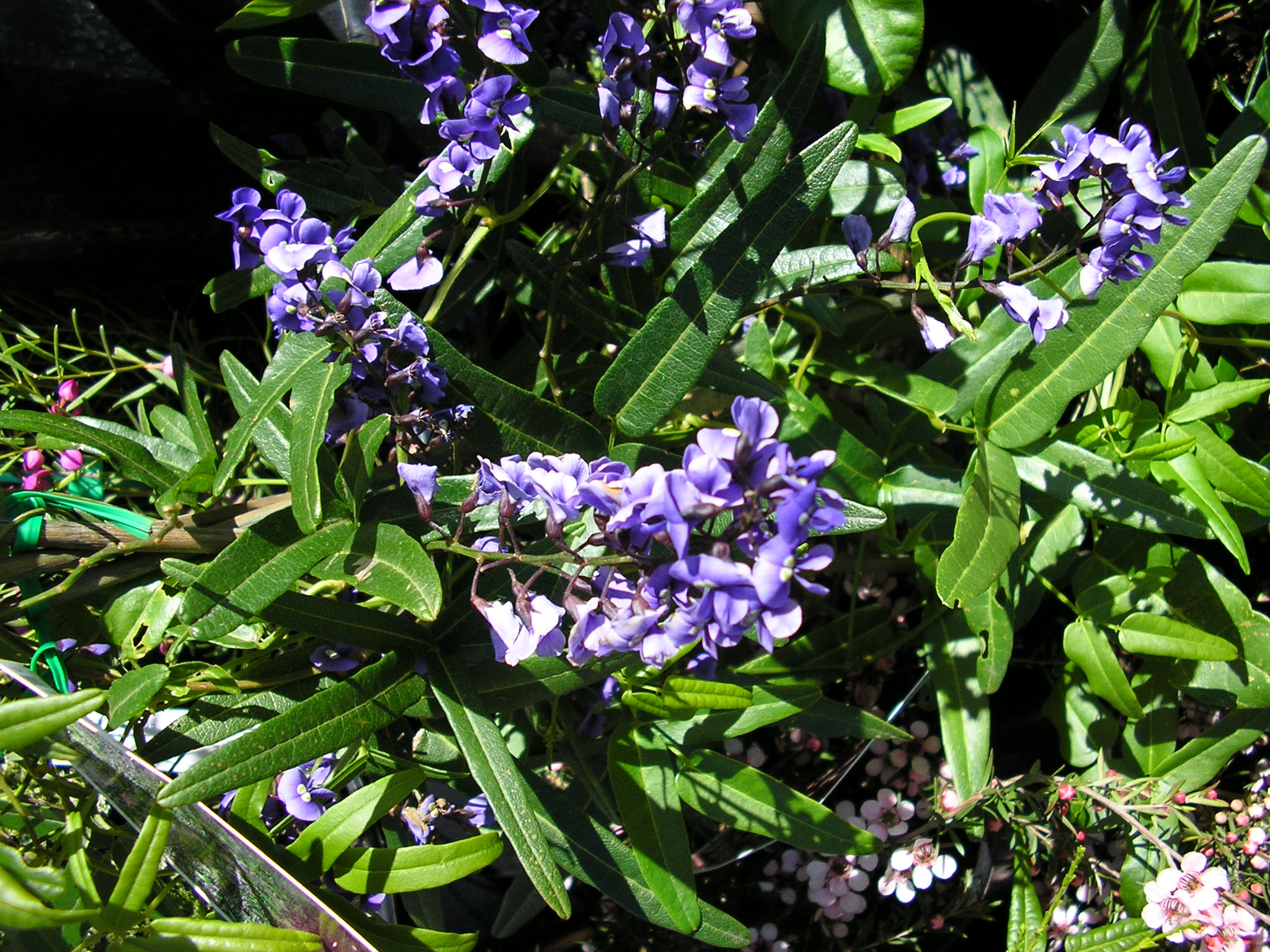 Hardenbergia comptoniana