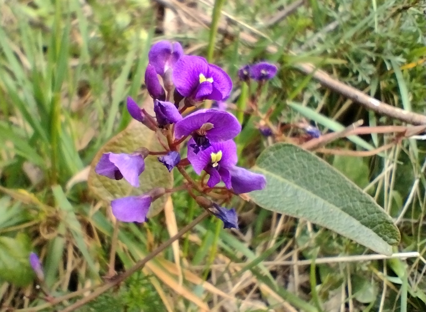 Hardenbergia violacea