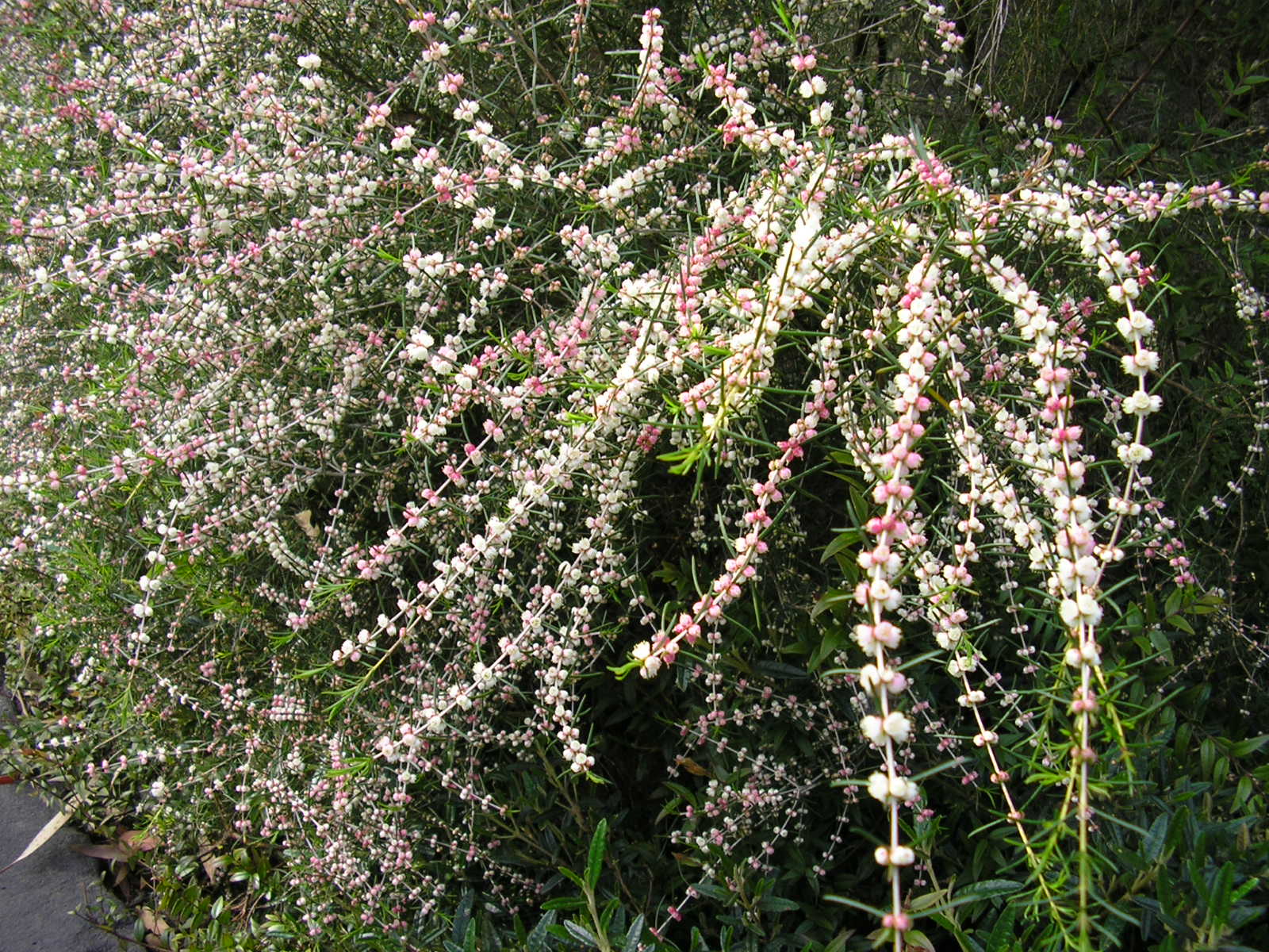 Hypocalymma angustifolium