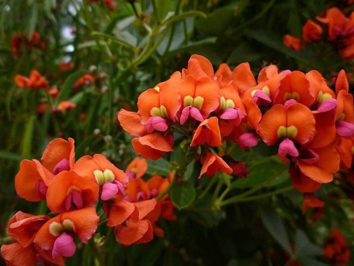 Kennedia coccinea