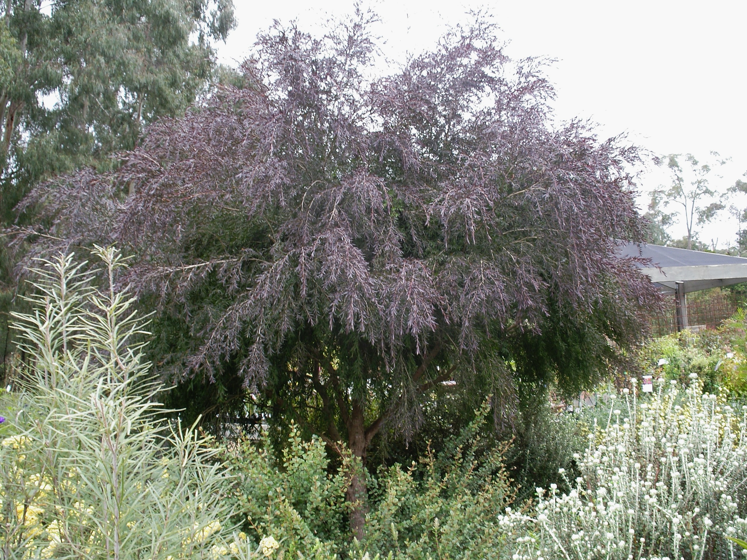 Leptospermum morrisonii ‘Copper Crest’