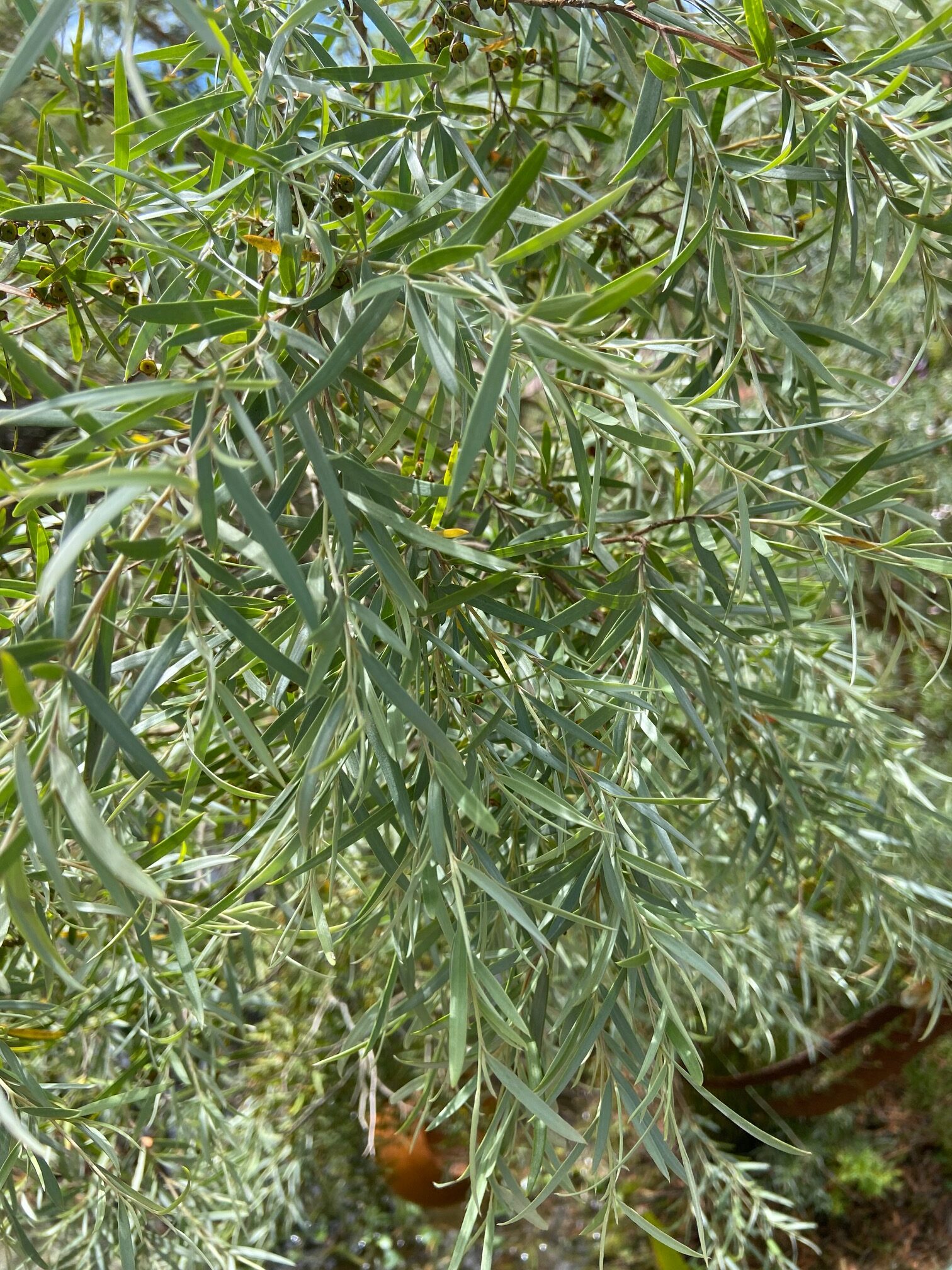 Leptospermum brachyandrum