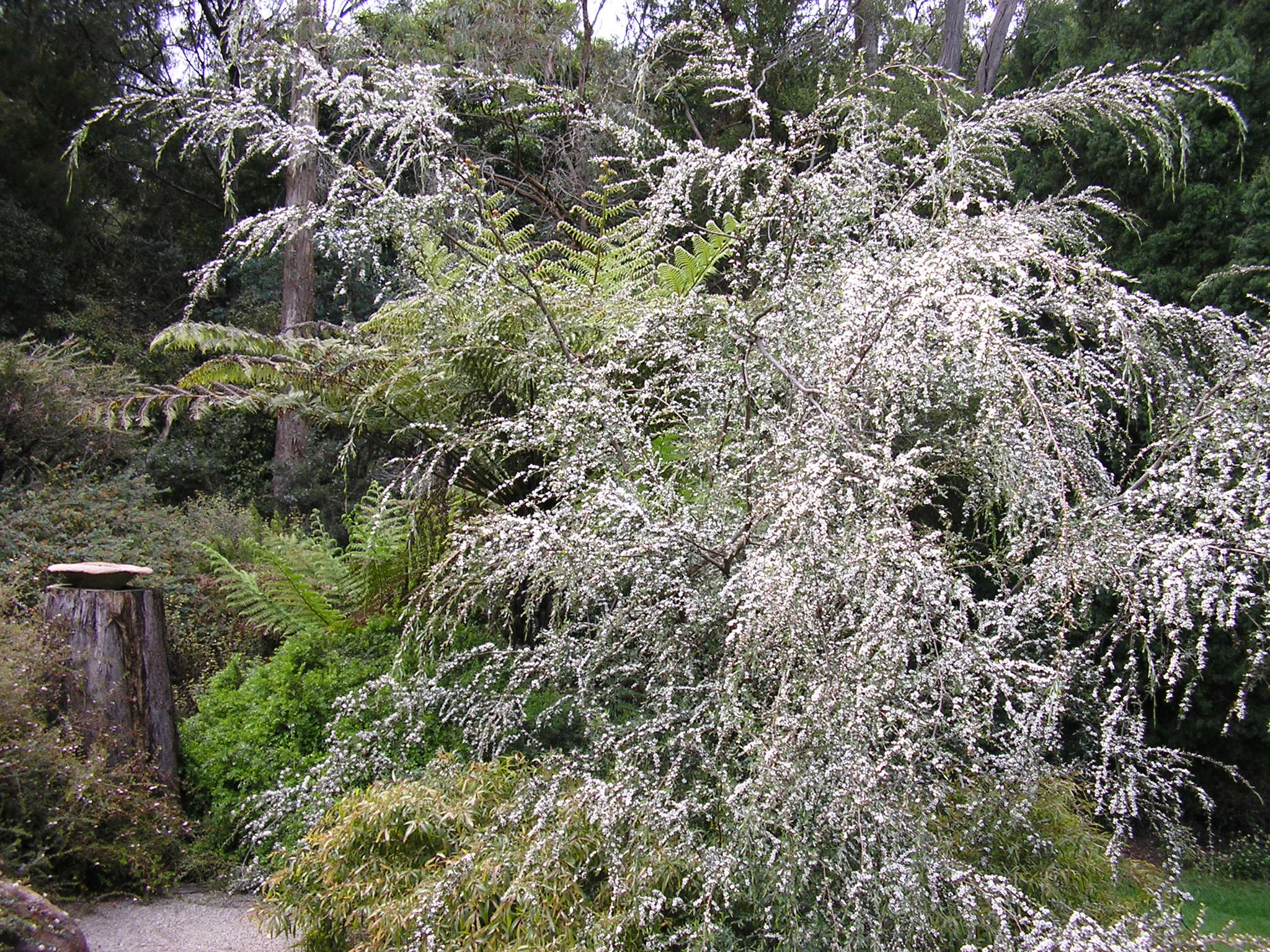 Leptospermum brevipes