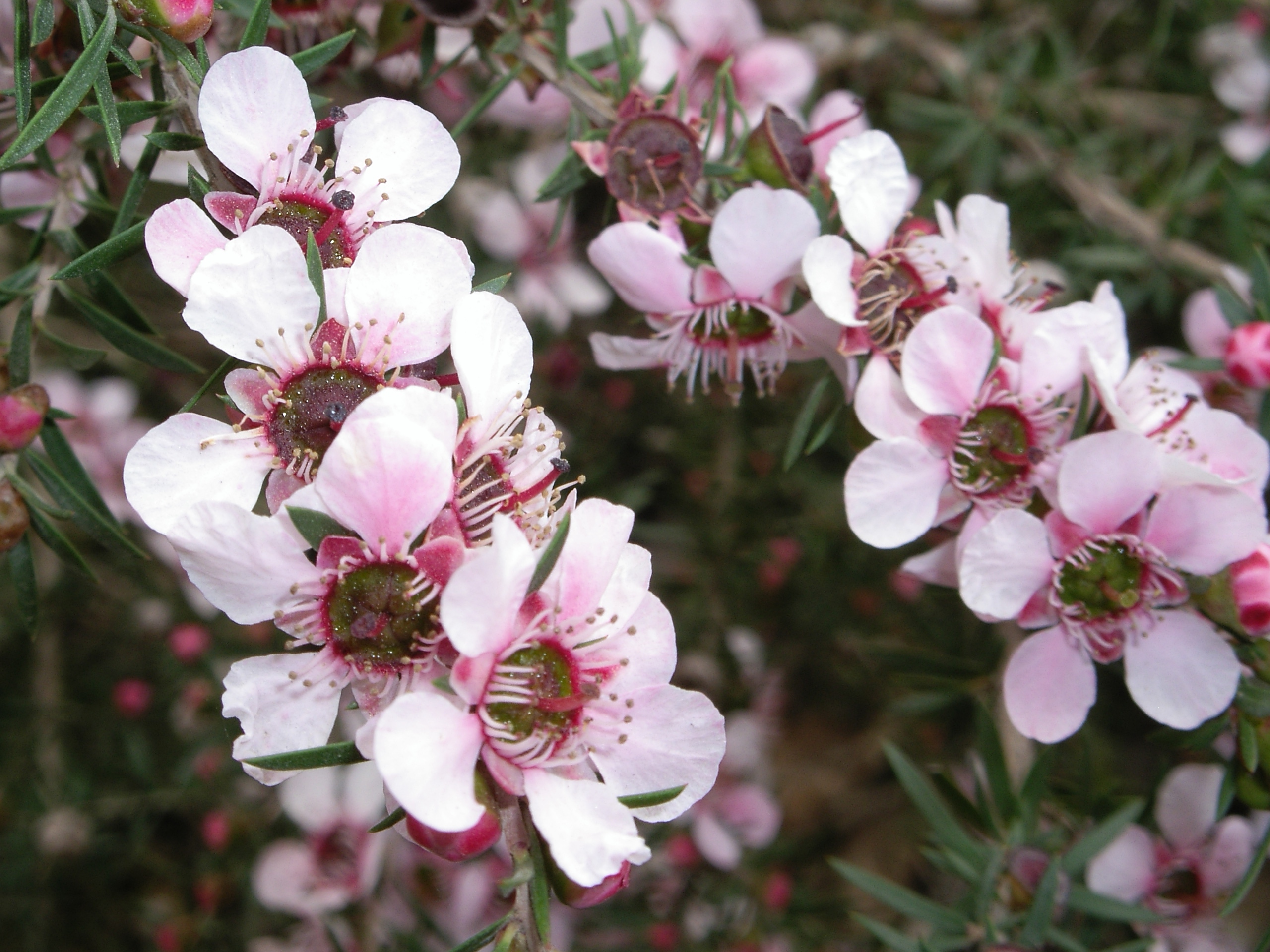 Leptospermum scoparium ‘Pink Cascade’