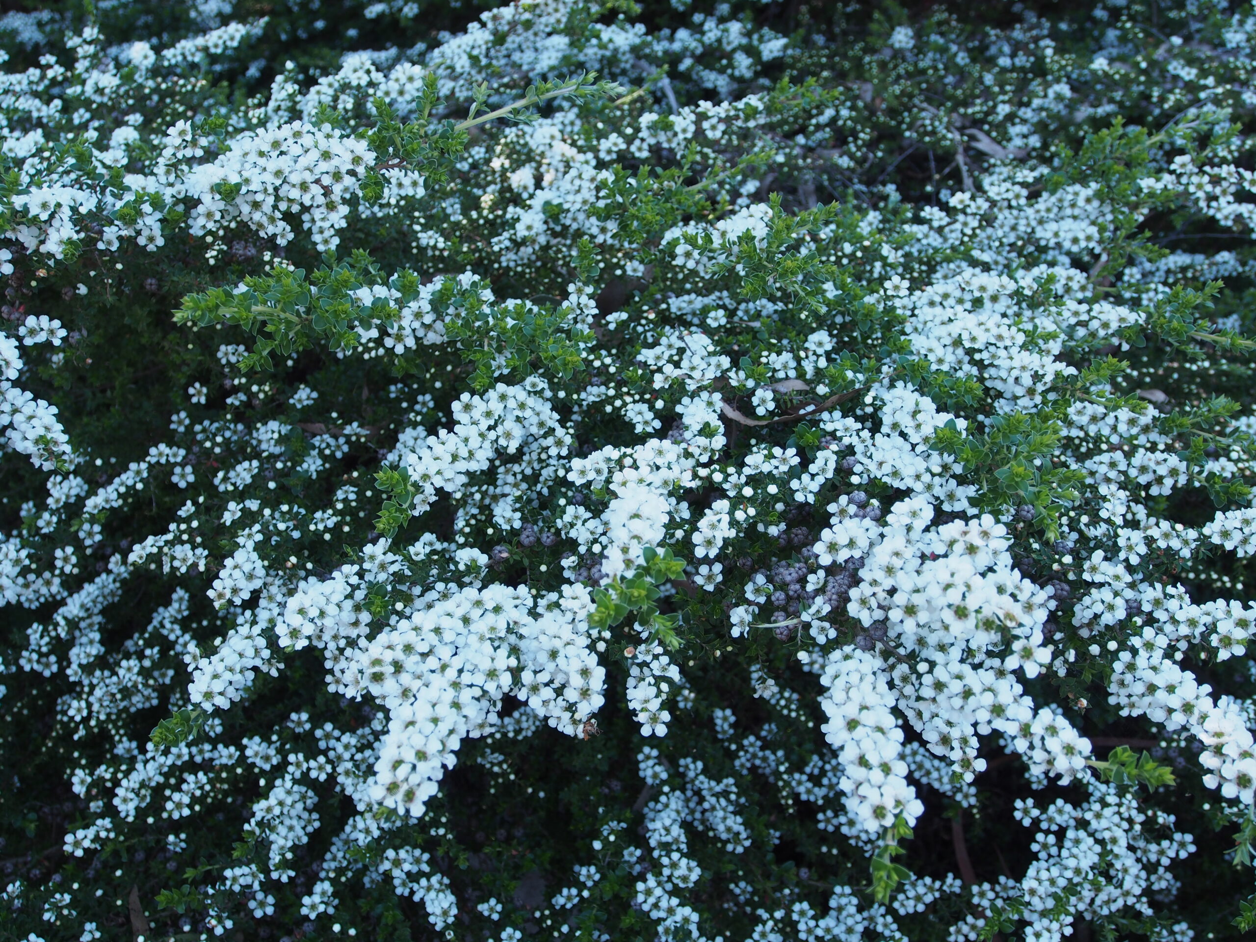 Leptospermum scoparium prostrate