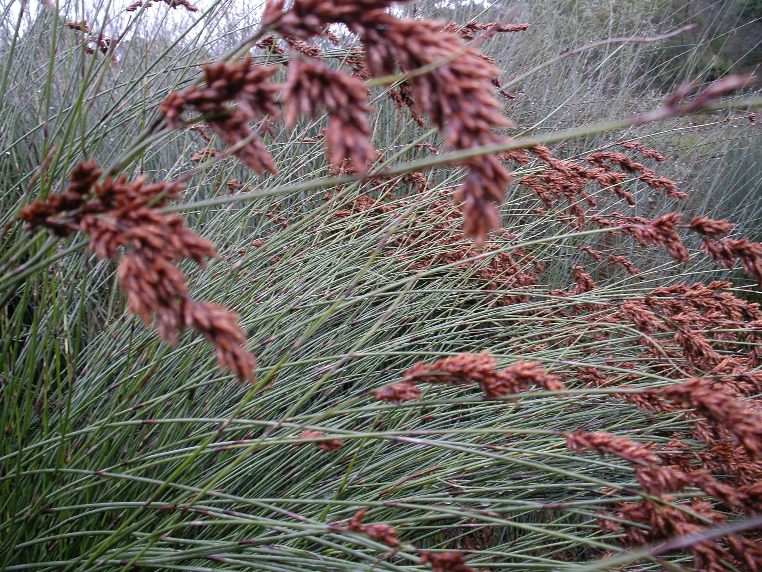 Meeboldina scariosa ‘Female’