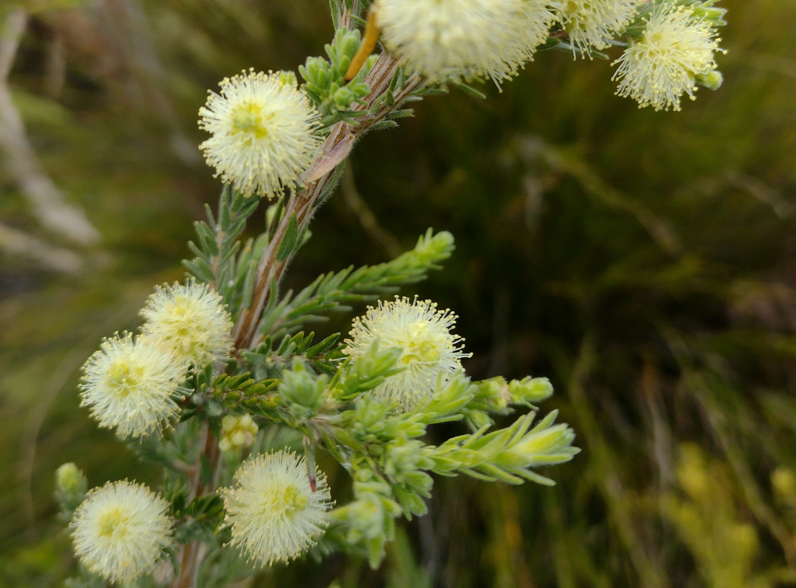 Melaleuca incana