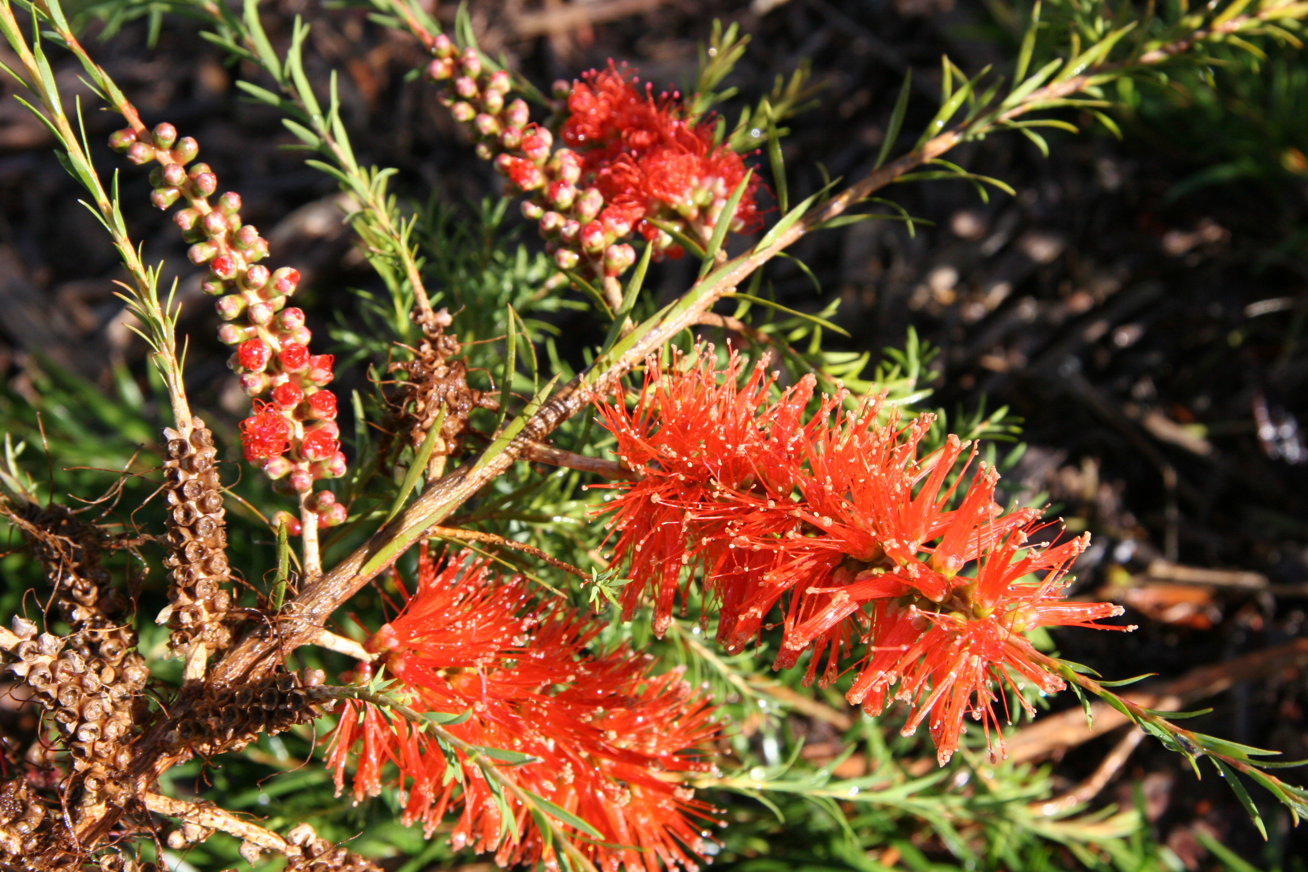 Melaleuca lateritia ‘Dwarf Form’