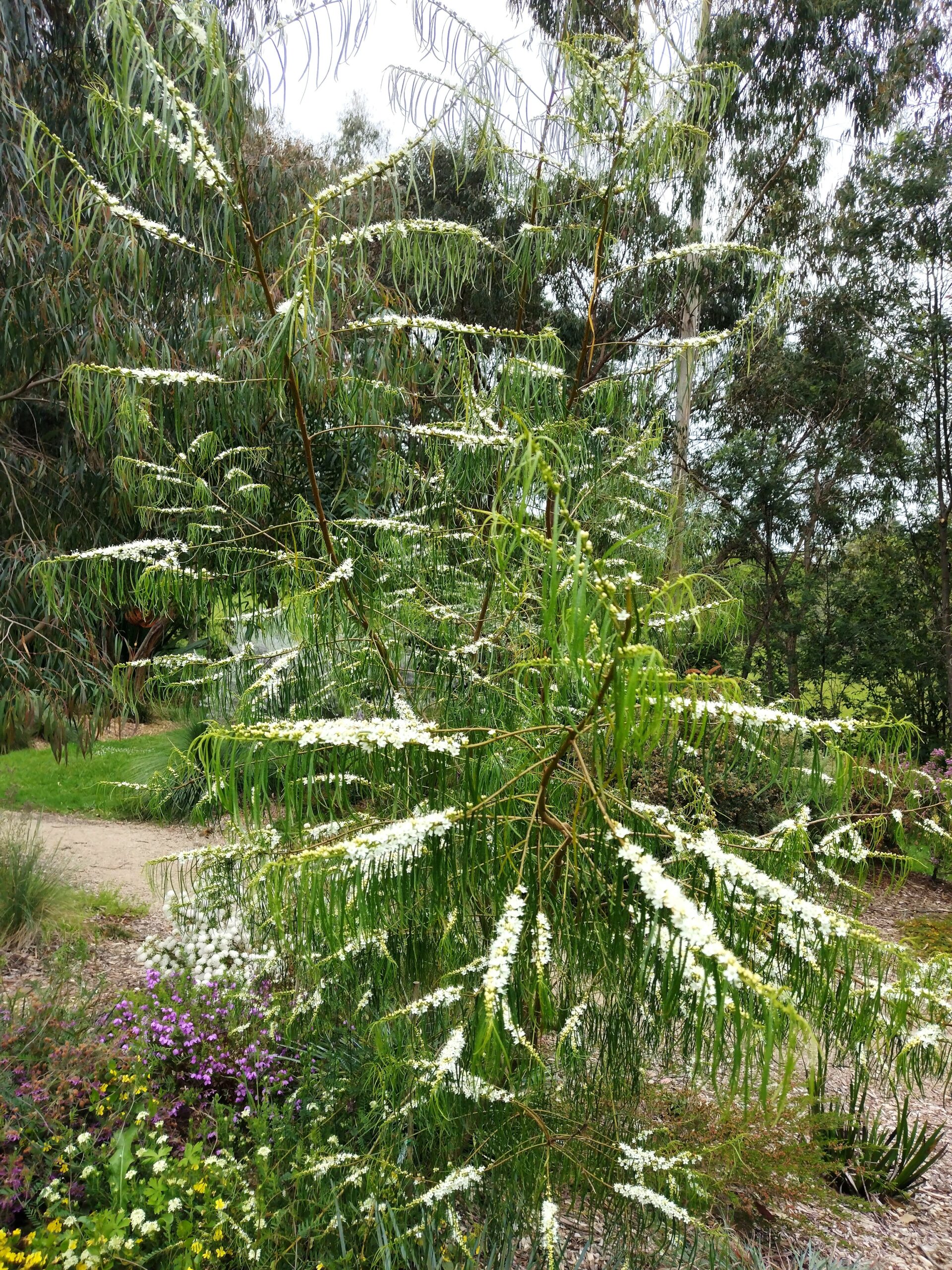 Myoporum floribundum 